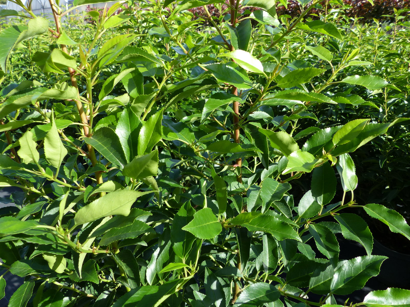 Portugiesischer Kirschlorbeer 100 - 110 cm  'Angustifolia' Prunus lusitanica