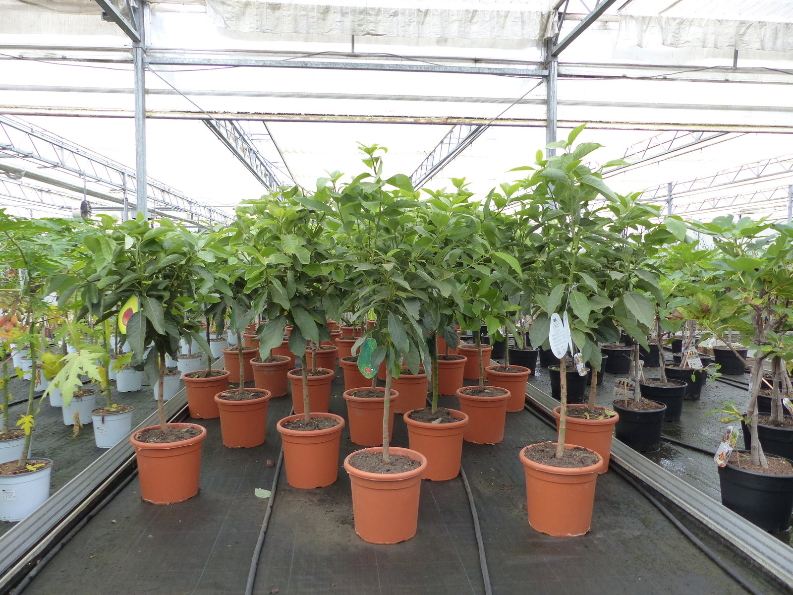 Avocadobaum Avocado Mexicola 100-140 cm veredelt, Persea americana Avocadopflanze, tropische Früchte Pflanze