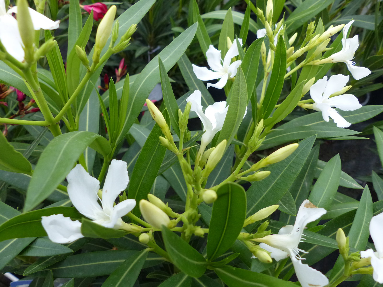 Oleander Busch 80 cm Nerium Rosenlorbeer Premium rot, rosa oder weiß