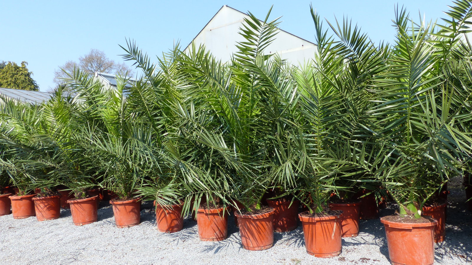 2 Stück Palme XXL 180 cm Phoenix canariensis, kanarische Dattelpalme, winterhart