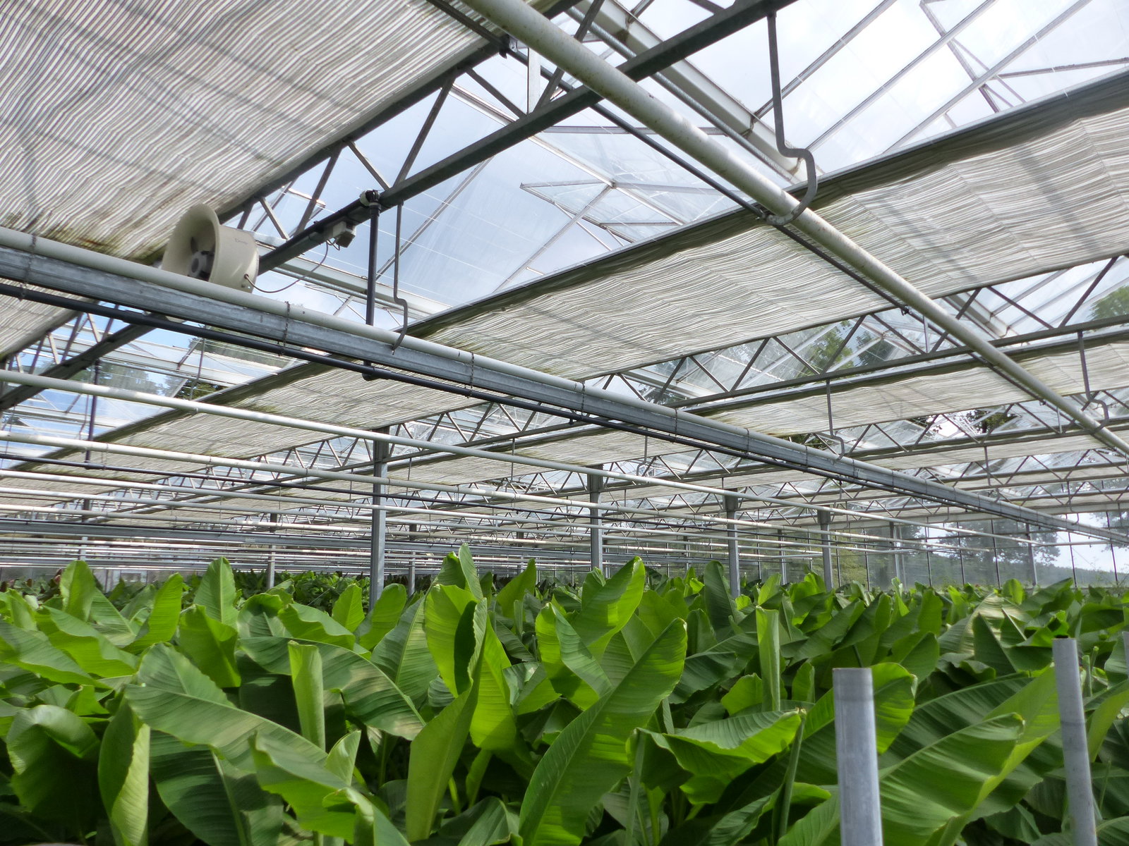 2 Stück Bananenstaude Banane Musa Basjoo 170 cm winterhart Staude japanische Faserbanane