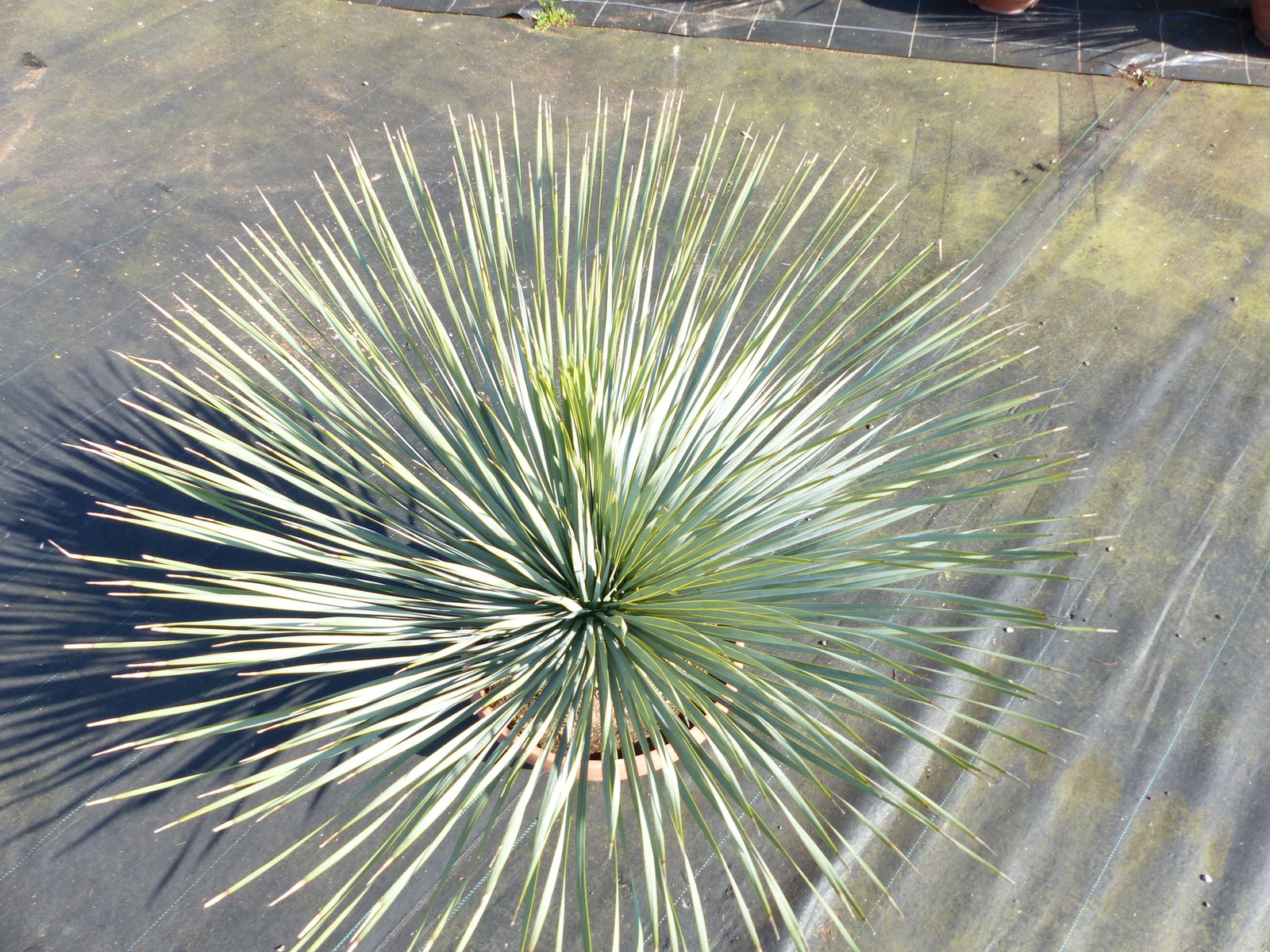 Yucca Rostrata 80 - 100 cm in Bonsai Schale | winterhart | Ø Krone 70 - 100 cm
