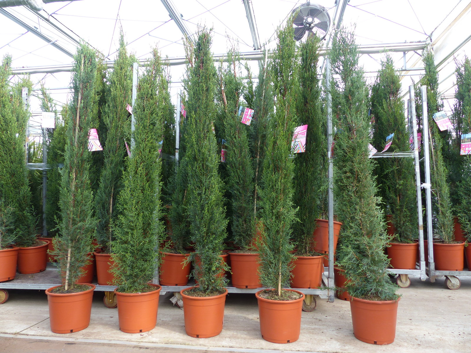 4x Mittelmeerzypresse 200 cm Säulen buschige Toskana Zypressen Zypresse Cupressus Semper.