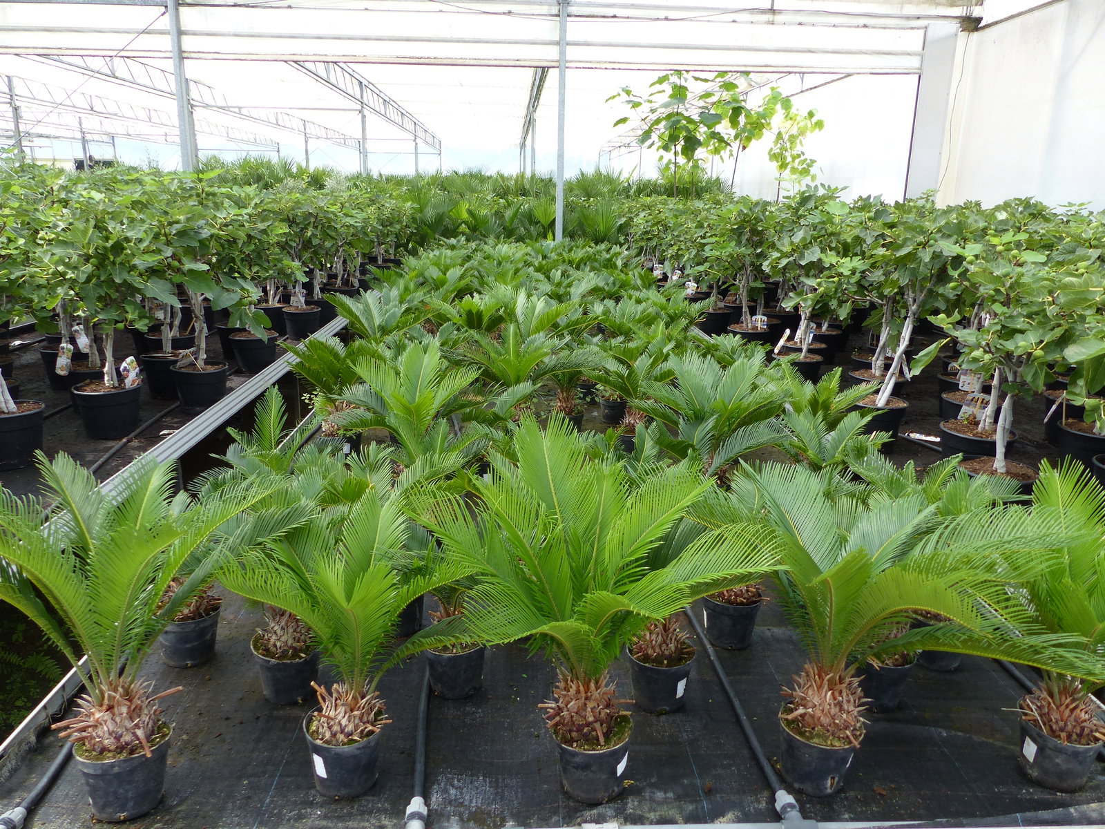 Cycas Revoluta 60 cm Palmfarn Sagopalme Palme, innen + außen