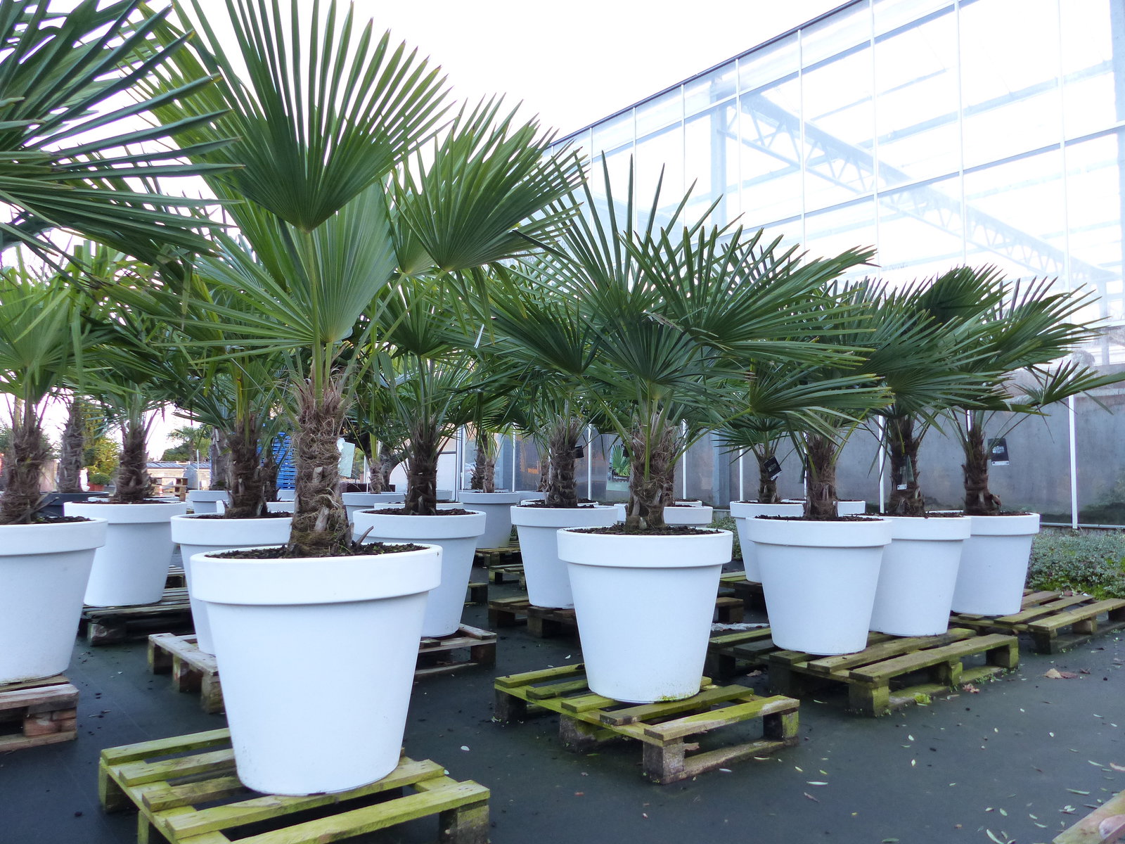XXL Palme winterhart inkl. Pflanzkübel weiß, 180 - 220 cm Trachycarpus fortunei, Hanfpalme, Top-Qualität