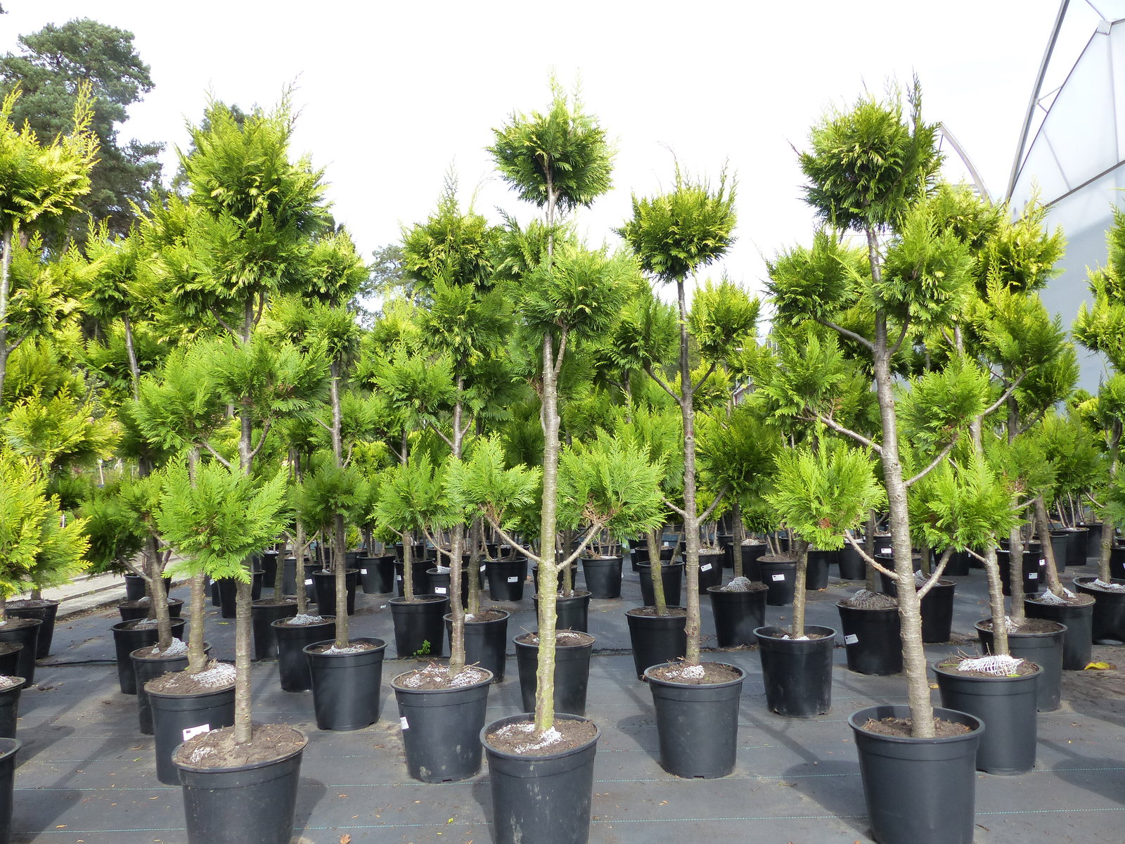 Pon Pon Zypresse Ivonne 150 - 180 cm Formgehölz Chamaecyparis lawsoniana