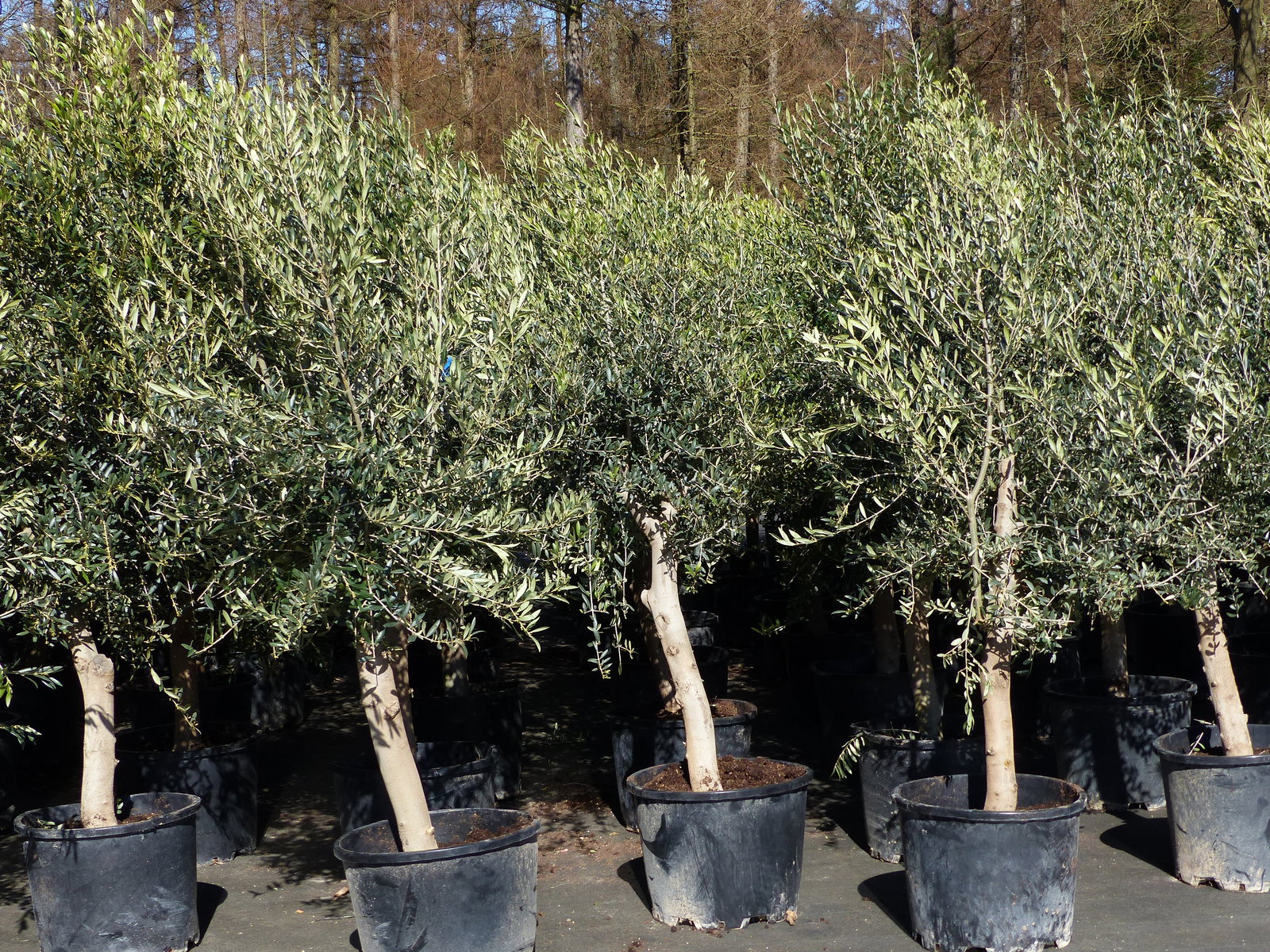 Olivenbaum 20J 180 - 220 cm St.20-30  + 20L Palme St.40 - 60 cm im Set, beste Qualität, winterhart, Trachycarpus Olive