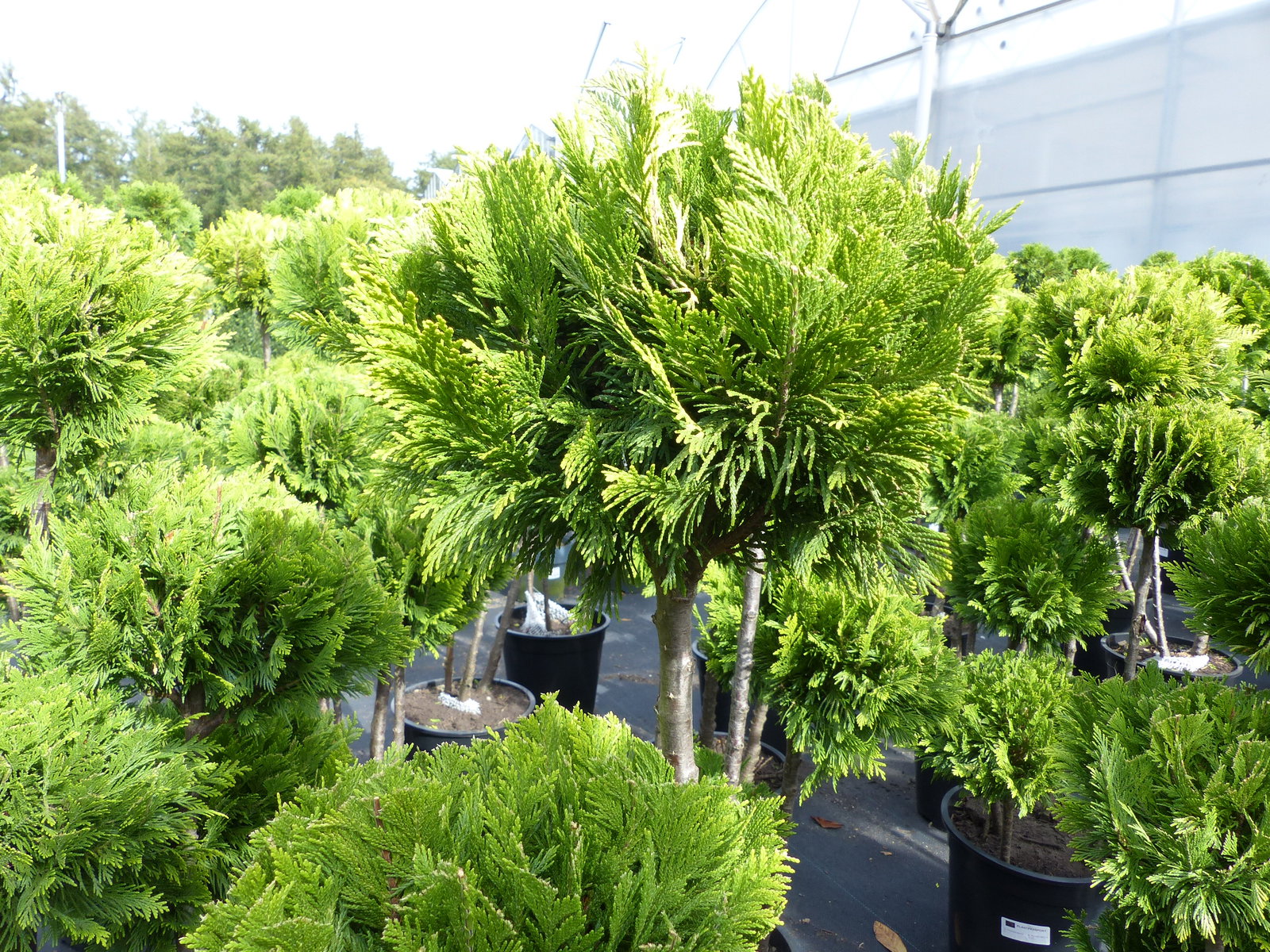 Pon Pon Zypresse Ivonne 100 - 125 cm Formgehölz Chamaecyparis lawsoniana