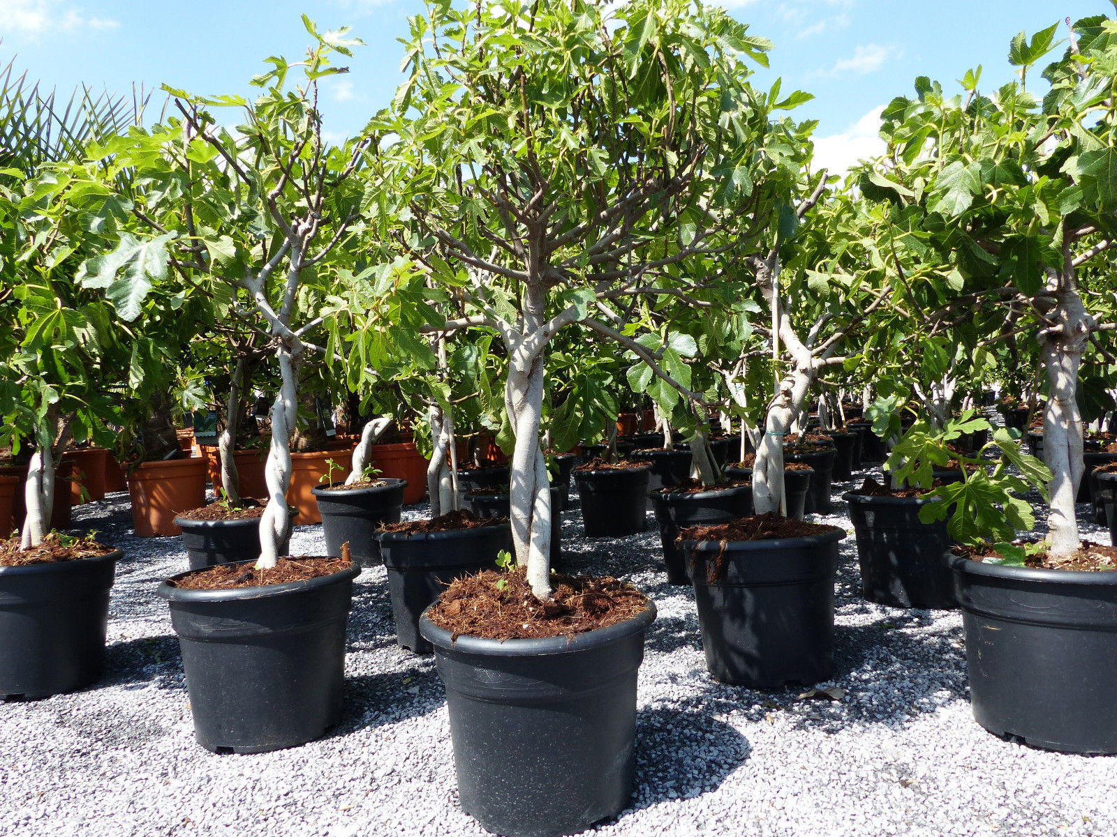 Feigenbaum - hell UND dunkel - in 1 Topf, Obstbaum, winterhart, Ficus Carica, Feige