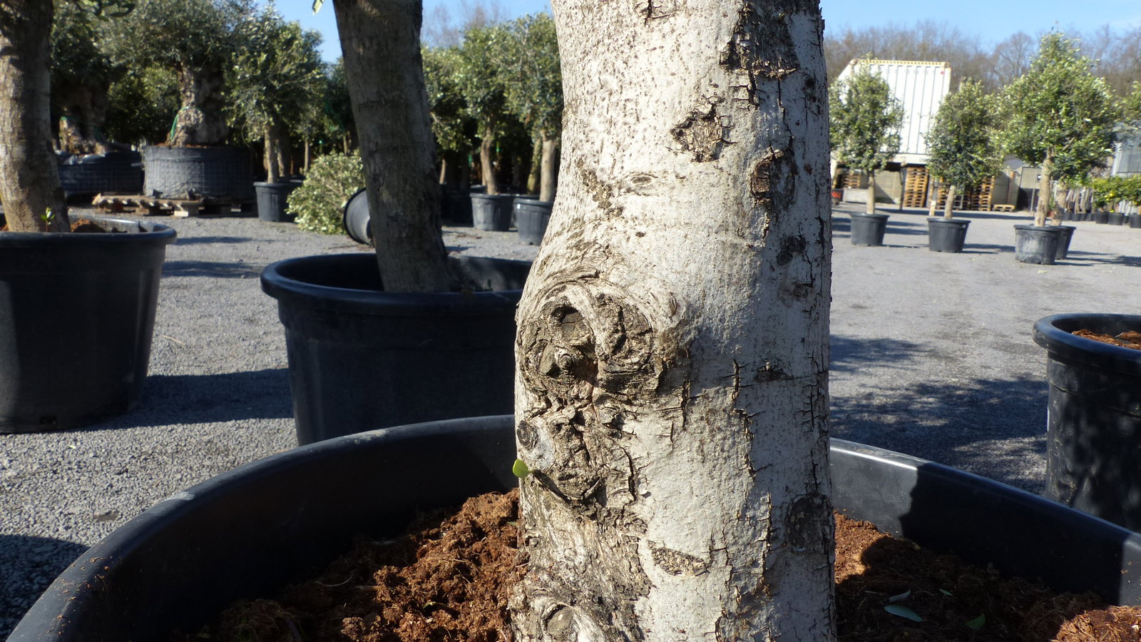 6x Olivenbaum Olive "20 Jahre" 180 - 220 cm, beste Qualität, Stammumfang 20 - 30 cm, winterhart, Olea Europaea