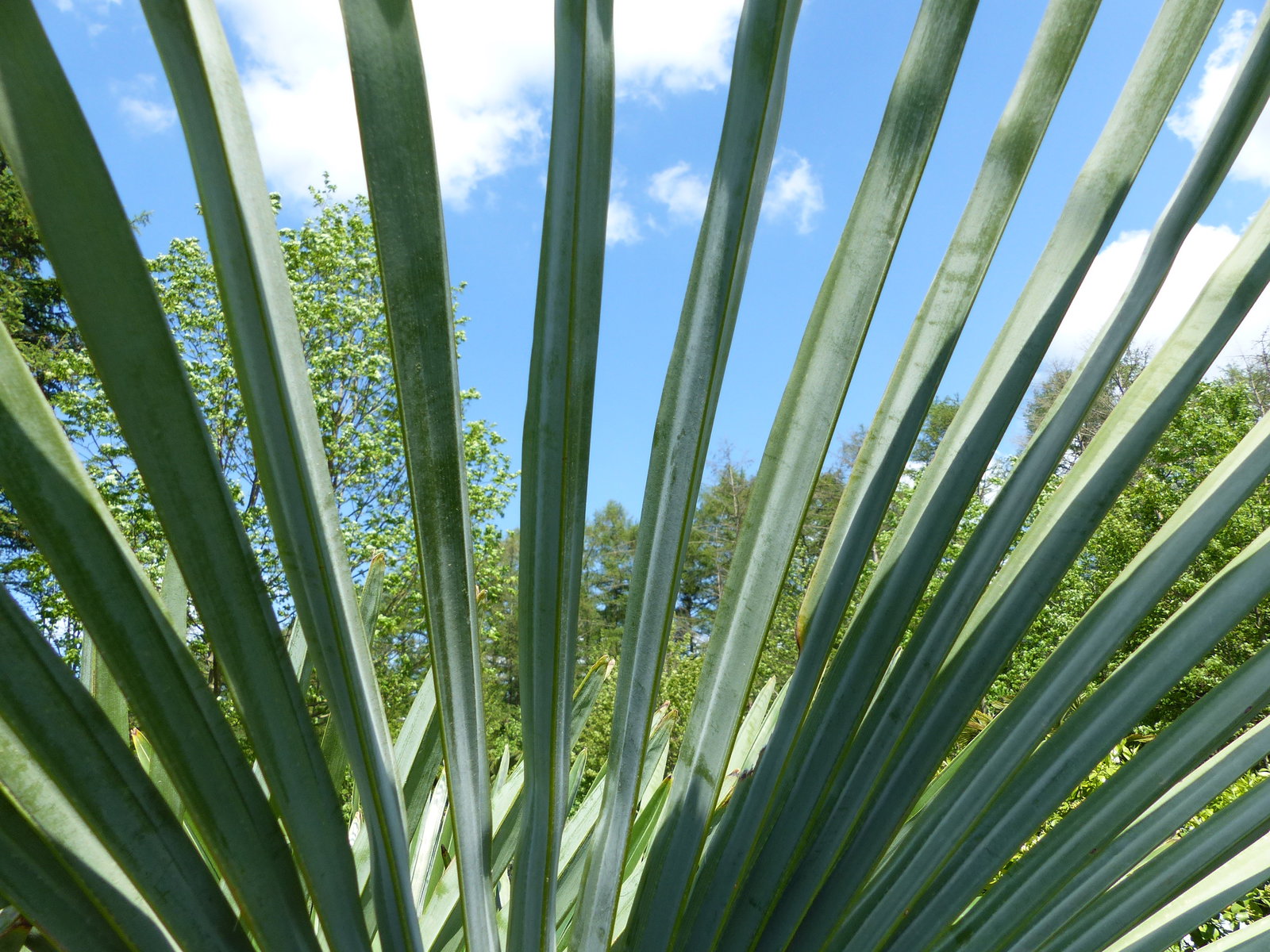 Trachycarpus fortunei dicke Stämme 220 cm Hanfpalme, winterharte Palme bis -18°C