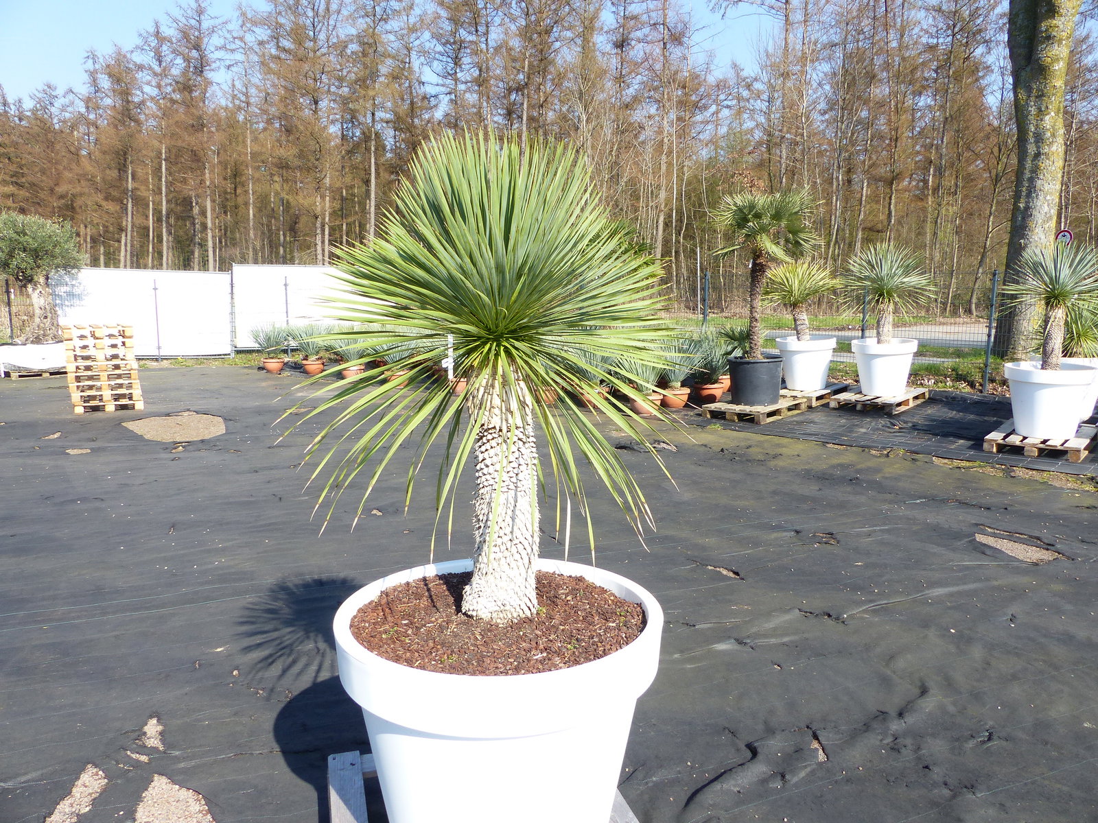 Yucca Rostrata 180 cm | Stamm 60 cm | im Pflanzkübel Ø80 cm Weiß winterhart