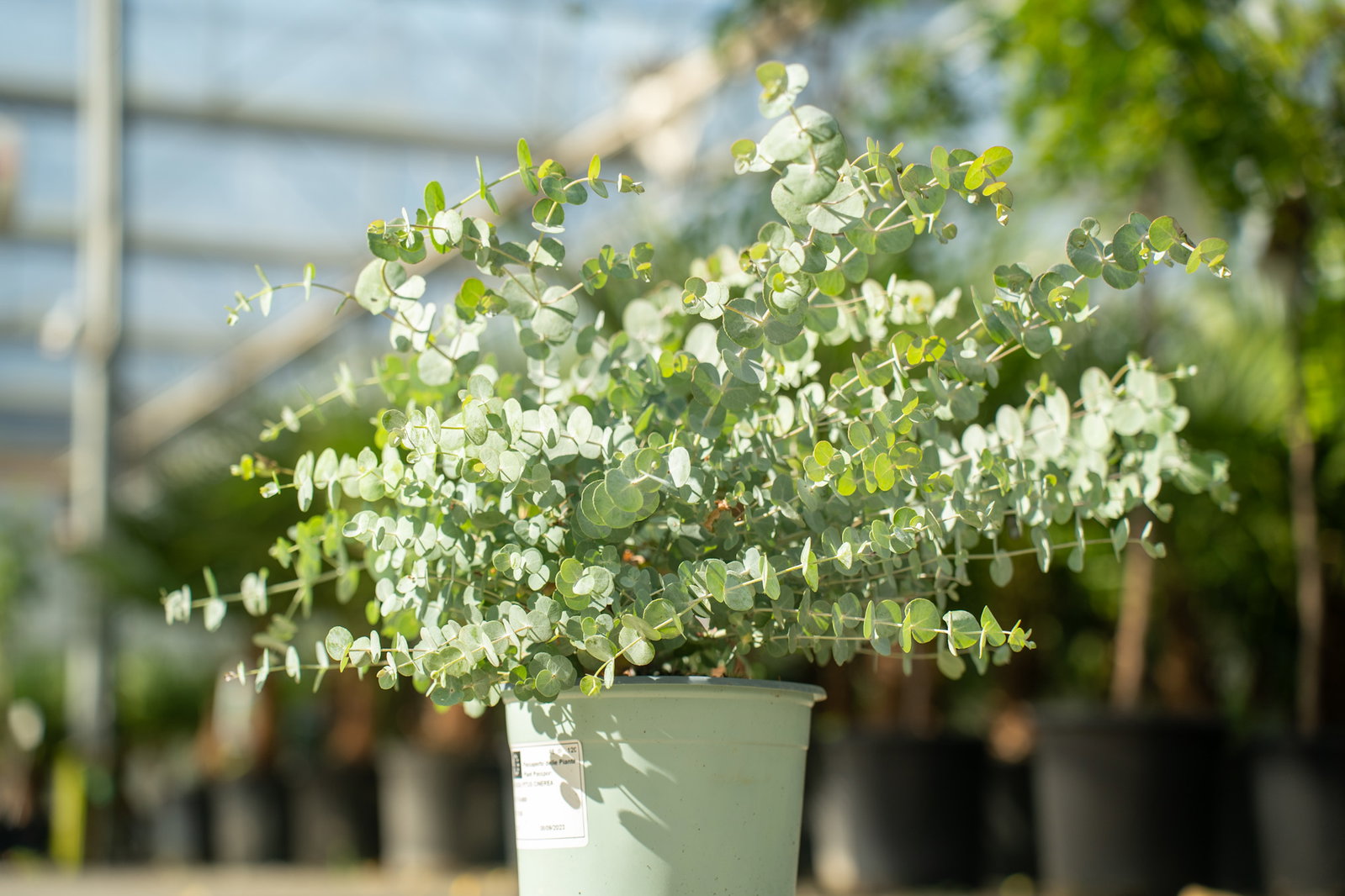 2x XL Eucalyptus Gunni Gunnii Busch Eukalyptusbaum 35- 50 cm, Pflanze winterhart