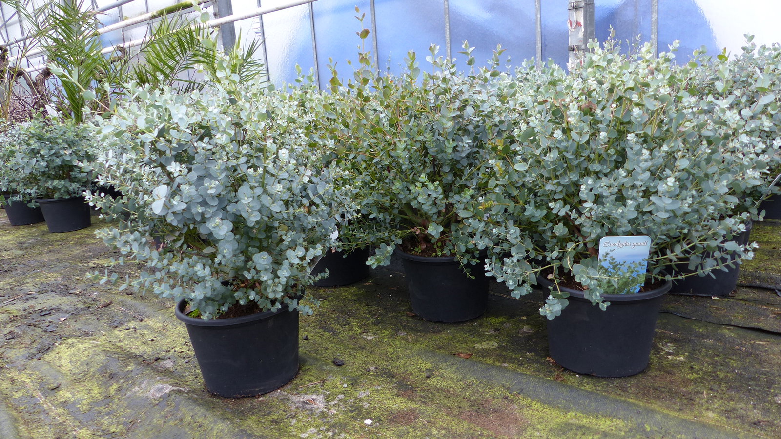 4 Stück Eucalyptus Gunni Gunnii Busch Kugel Eukalyptusbaum, Ø 35 cm, T19  H 50 cm Pflanze winterhart