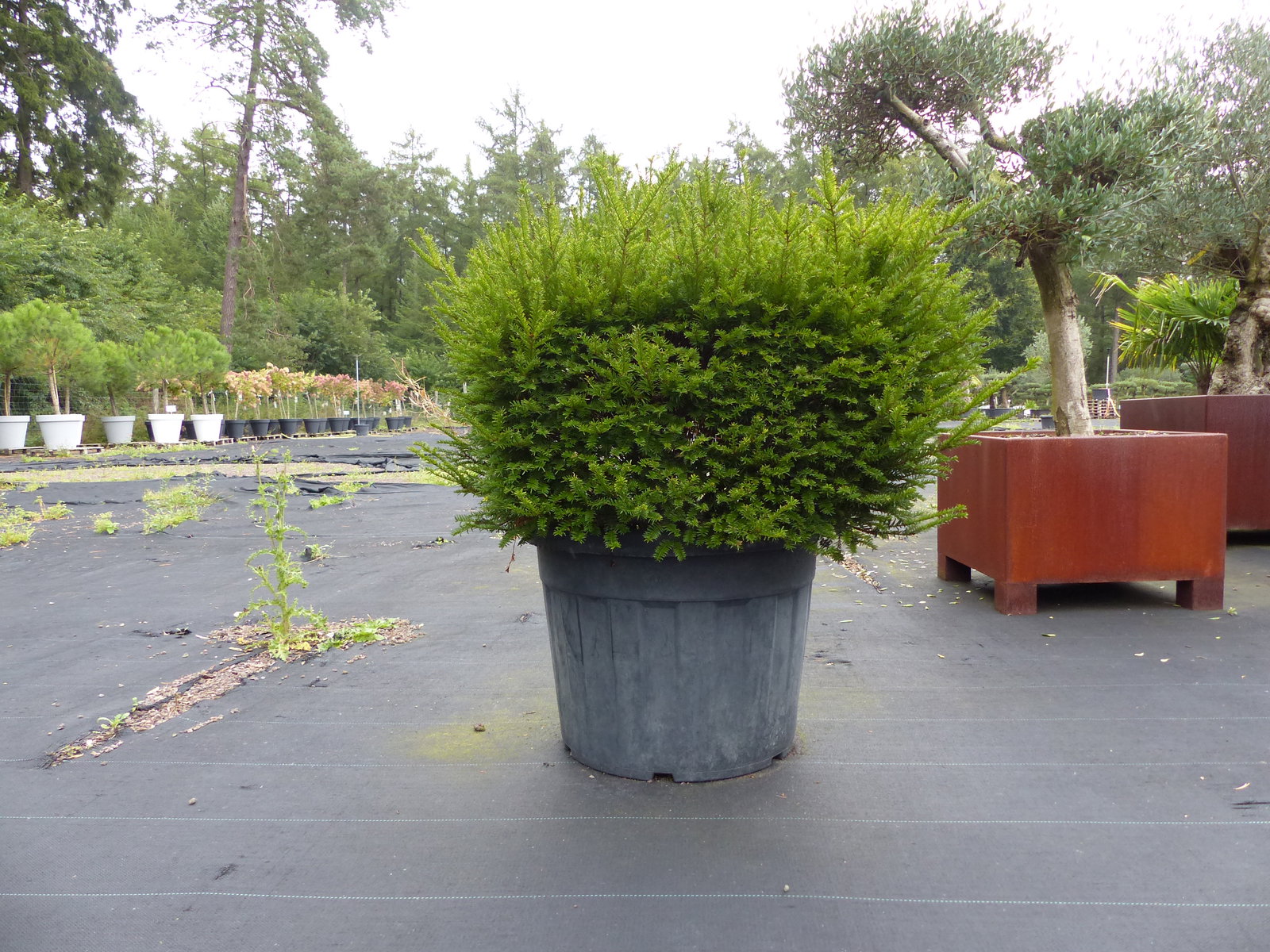 Taxus Baccata Eibe 110 cm kräftiger Busch, winterhart und robust