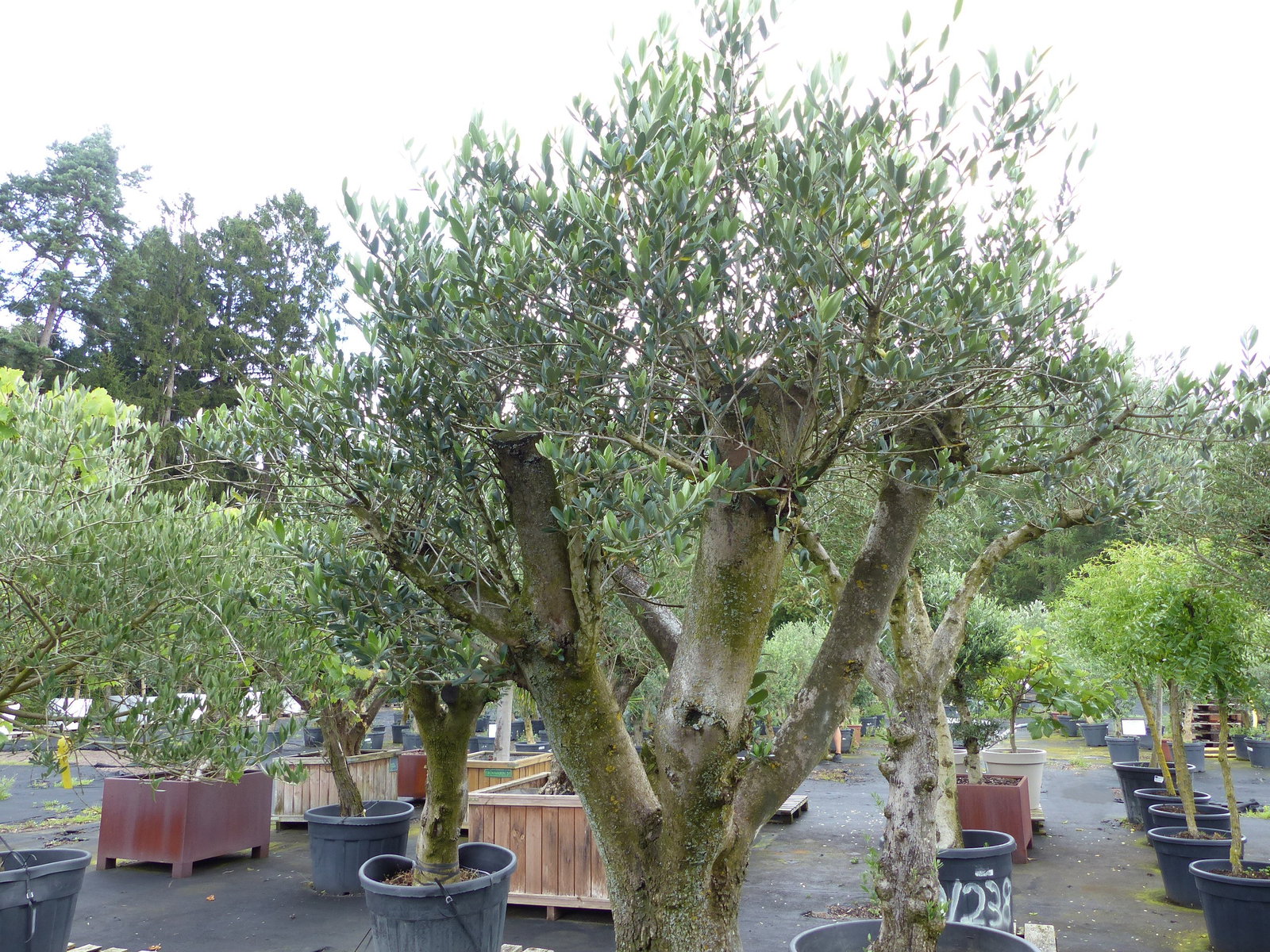 exakt dieser Baum Nr. B , 225 cm, Olivenbaum 'Angebot' verzweigte Olive winterhart