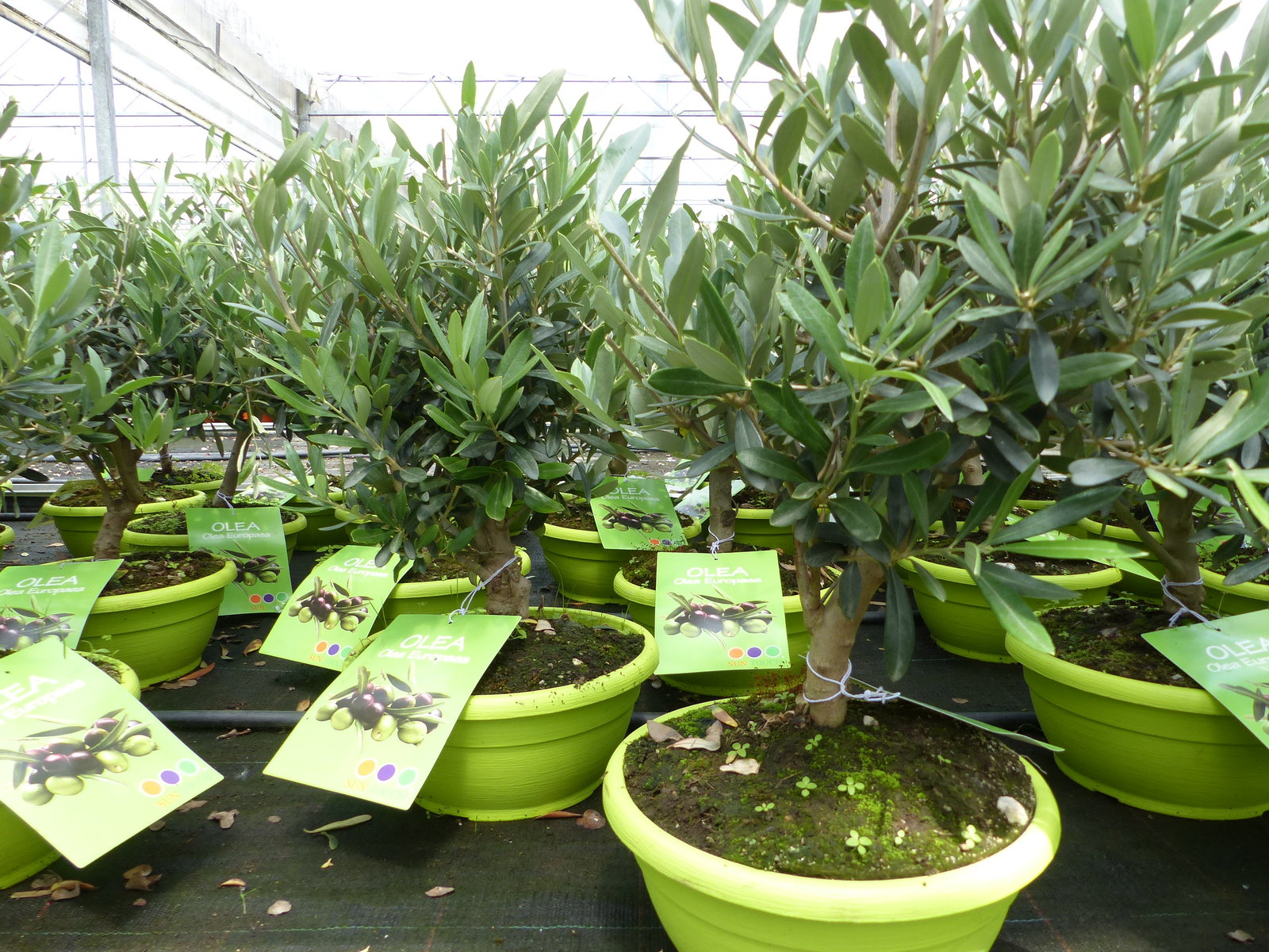 Olivenbaum Bonsai Formgehölz, Olive winterhart, Olea europaea 50 - 60 cm