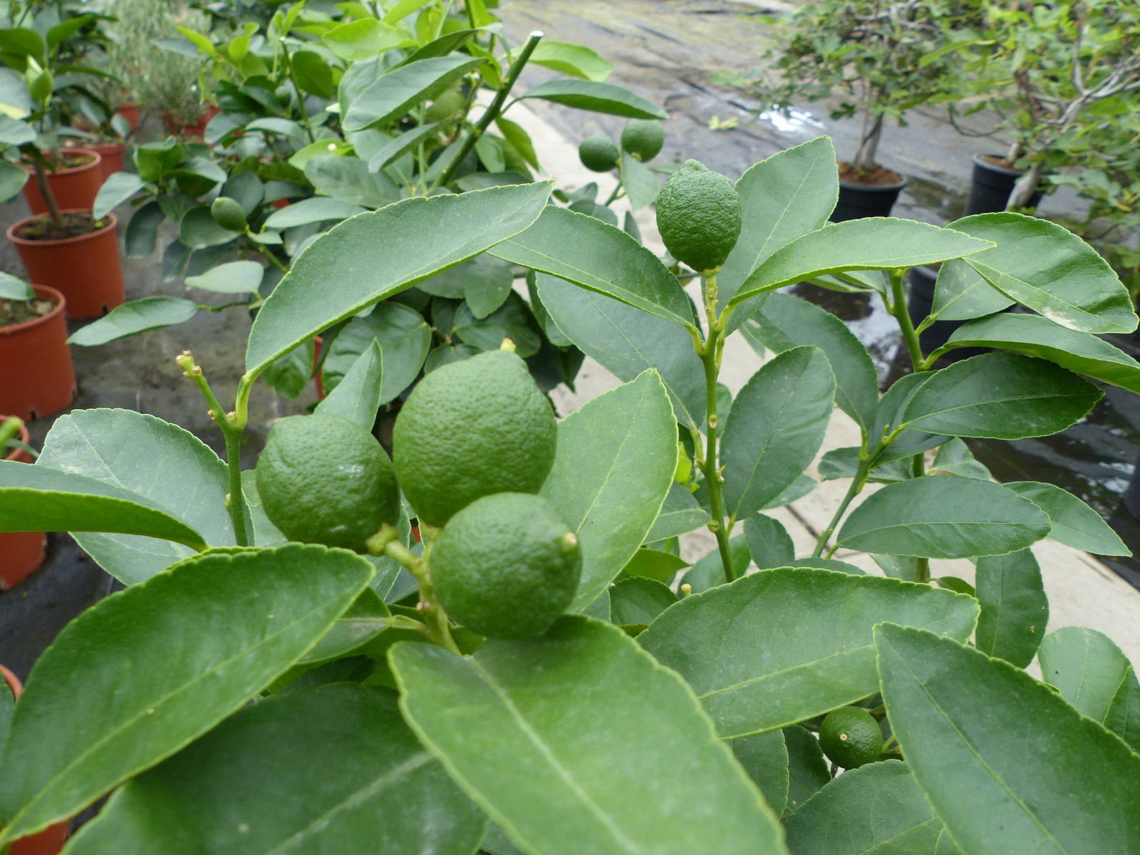Grünwaren: Limette Limettenbaum "Aurantifolia" Citrus Lime 120 - 150 cm Zitruspflanze