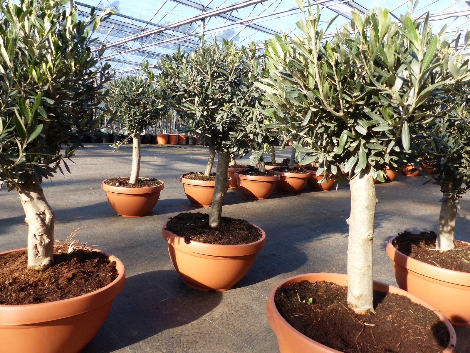 Olivenbaum Bonsai 70 - 90 cm Formgehölz, Olive winterhart, Olea europaea
