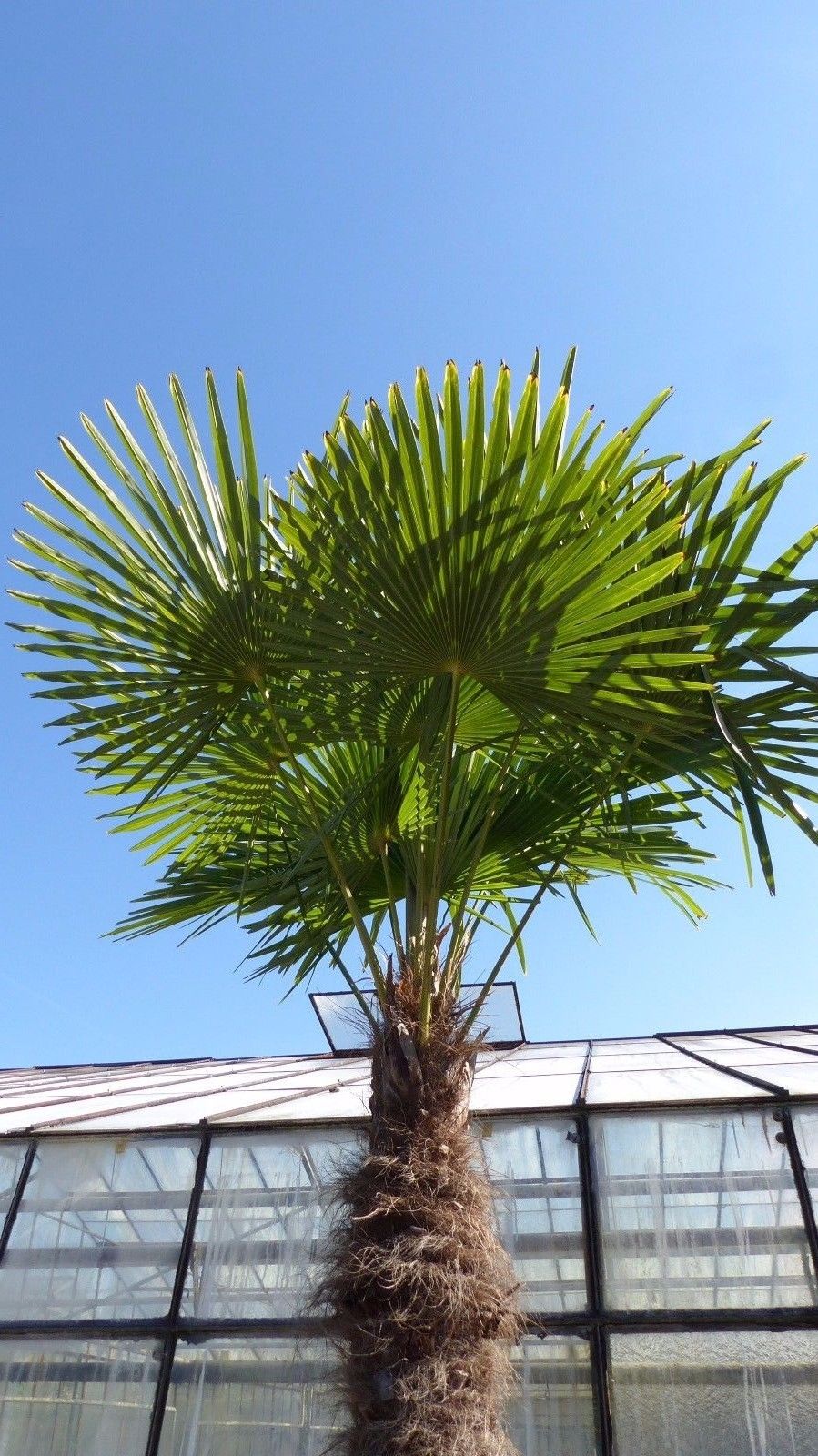 XXXXL 240 - 270 cm Trachycarpus fortunei 130-150 cm Stamm Hanfpalme, winterharte Palme bis -18°C