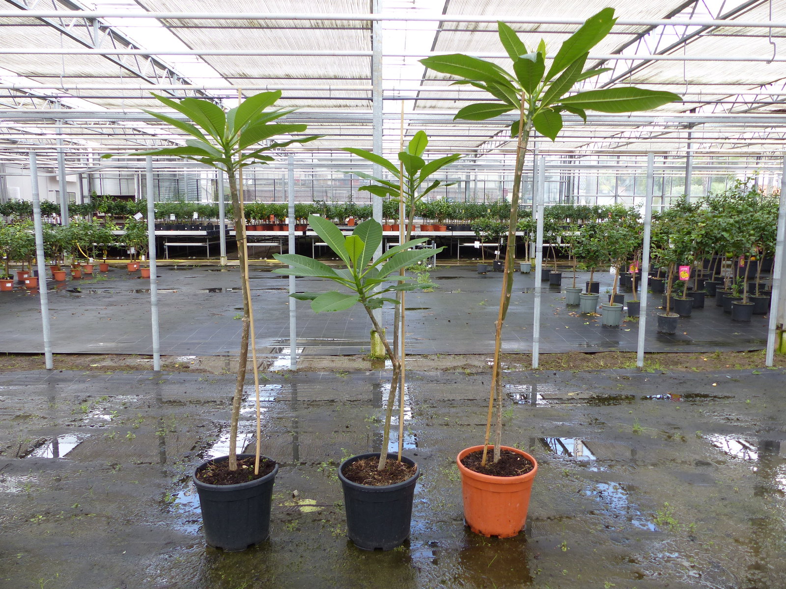 Plumeria rubra Santagata | Frangipani | Tempelbaum | Pagodenbaum | 160 - 190 cm