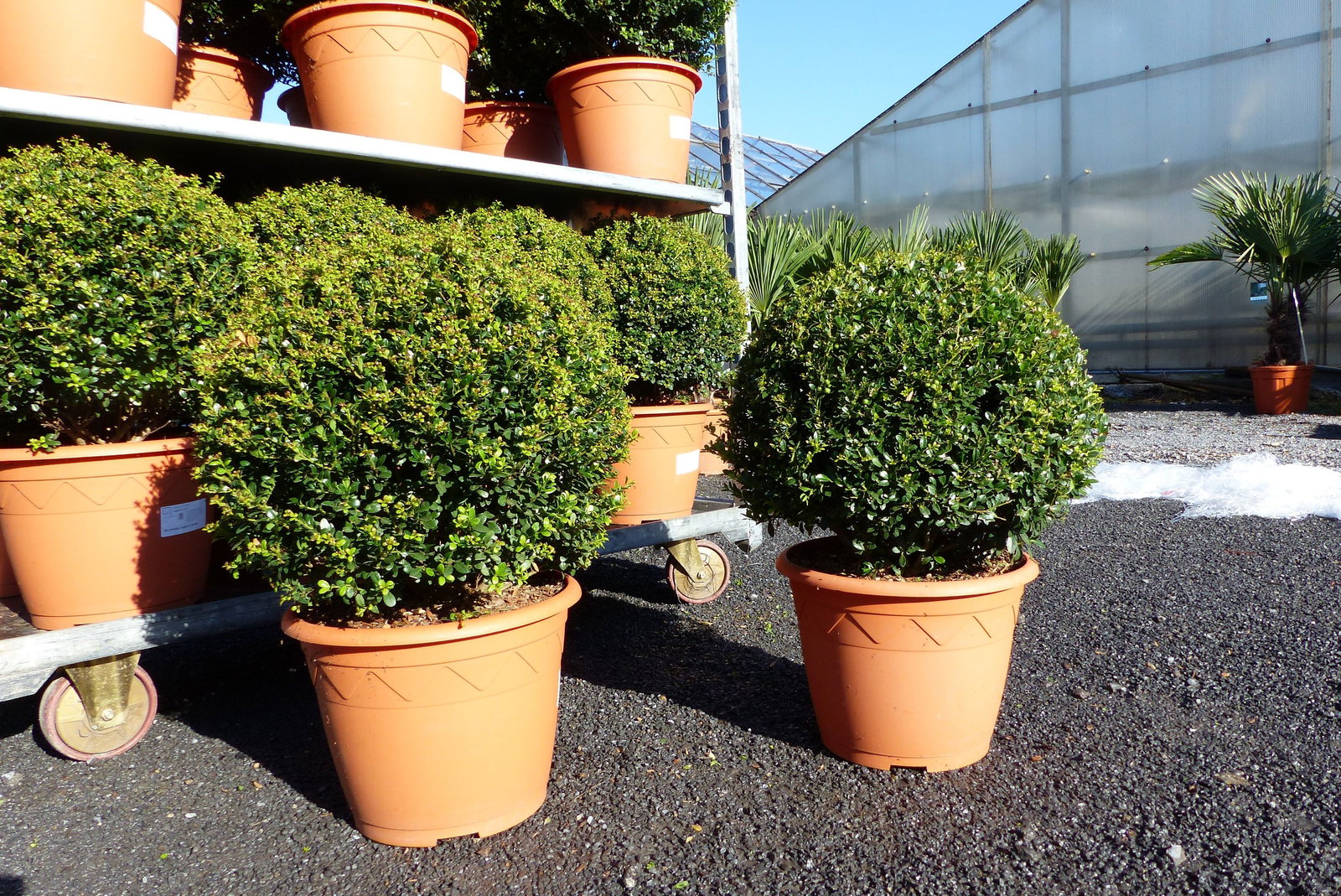2 Stück PREMIUM Ilex crenata Stokes Kugel rund Ø 40 - 45 cm Buchsbaum Ersatz winterhart + robust