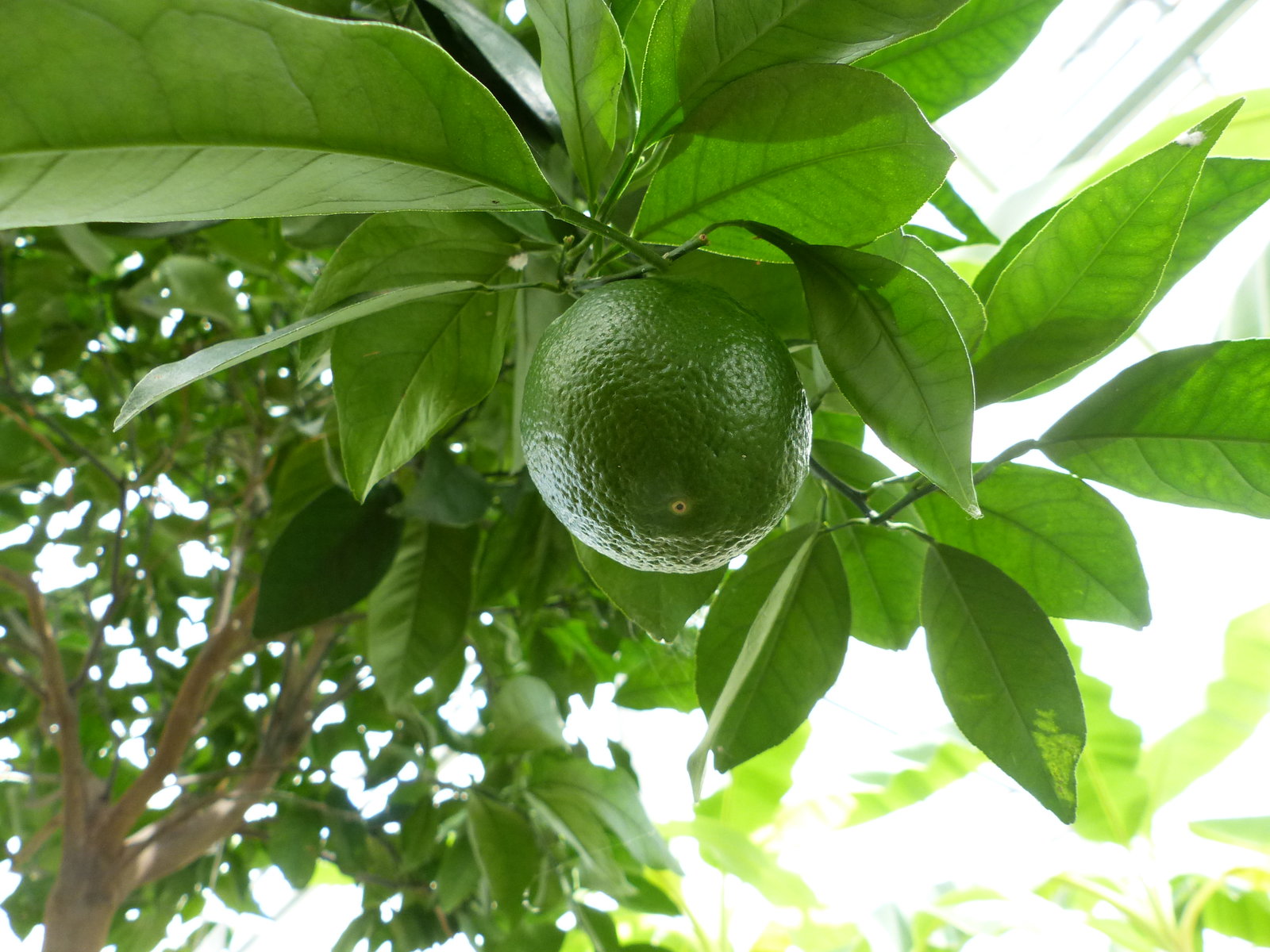 Orangenbaum 190–210 cm – Citrus sinensis, große Citruspflanze, Orange, Obstbaum