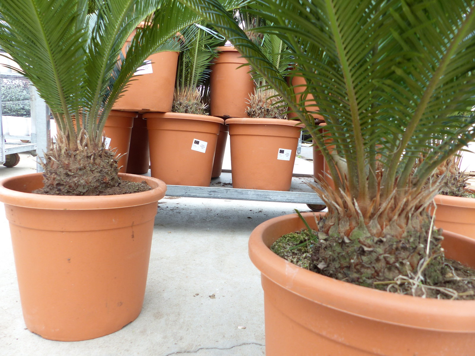 XL Premium Palmfarn 70 - 90 cm Cycas Revoluta Sagopalme Palme, innen + außen