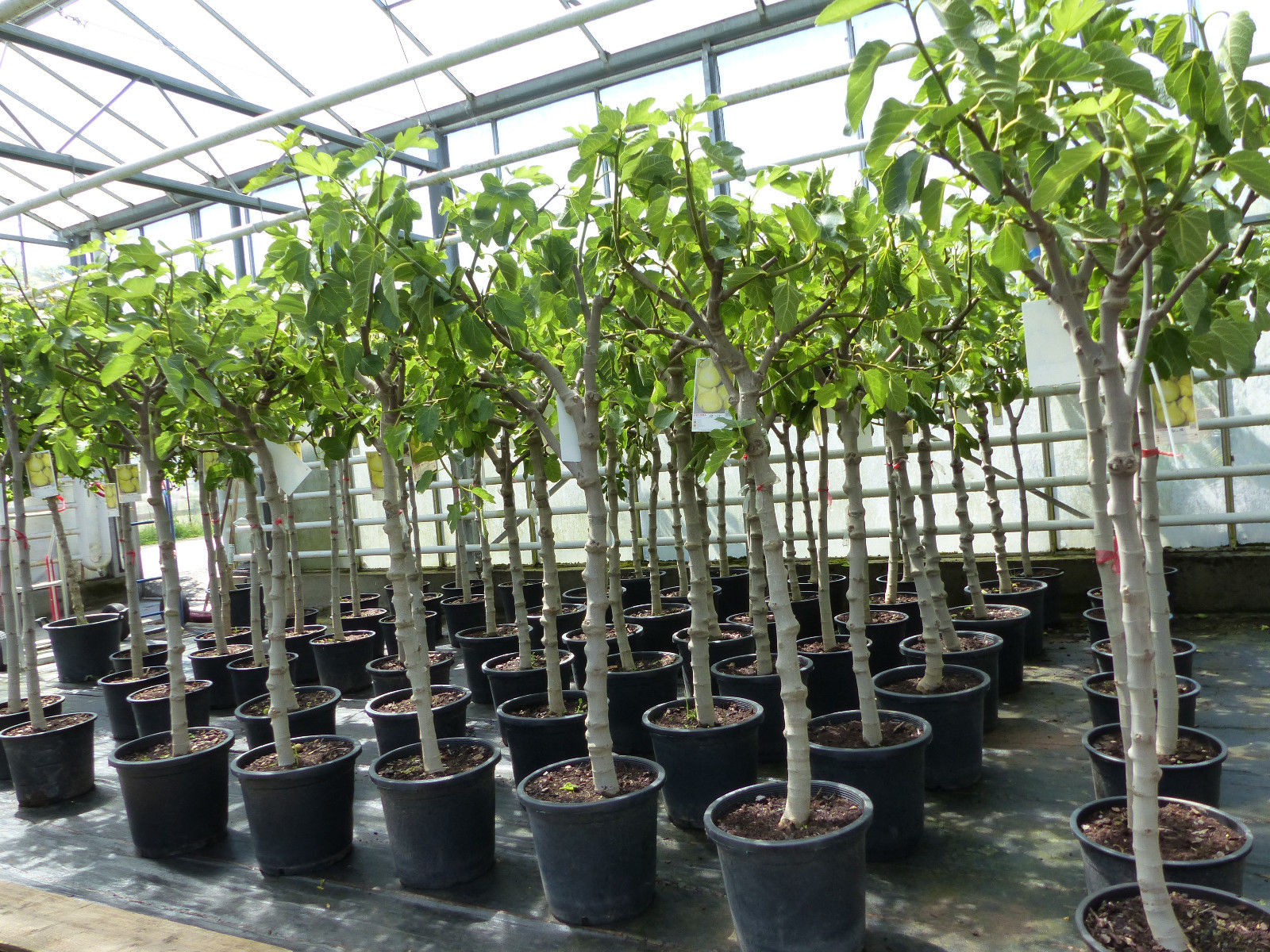 Feigenbaum 150-180 cm Obstbaum winterhart kräftiger Stamm, Ficus Carica, Feige, Obst