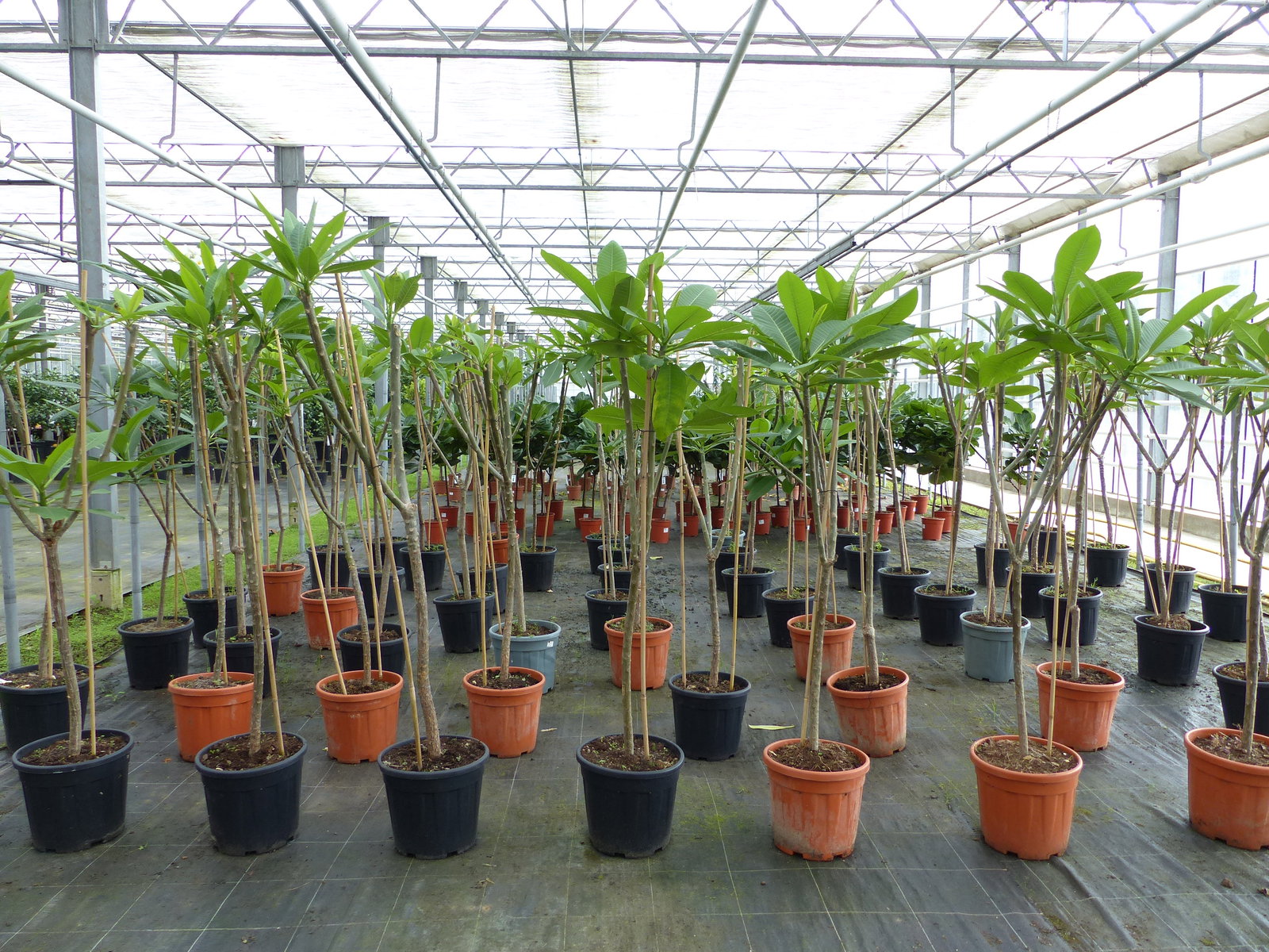 Plumeria rubra Santagata | Frangipani | Tempelbaum | Pagodenbaum | 160 - 190 cm