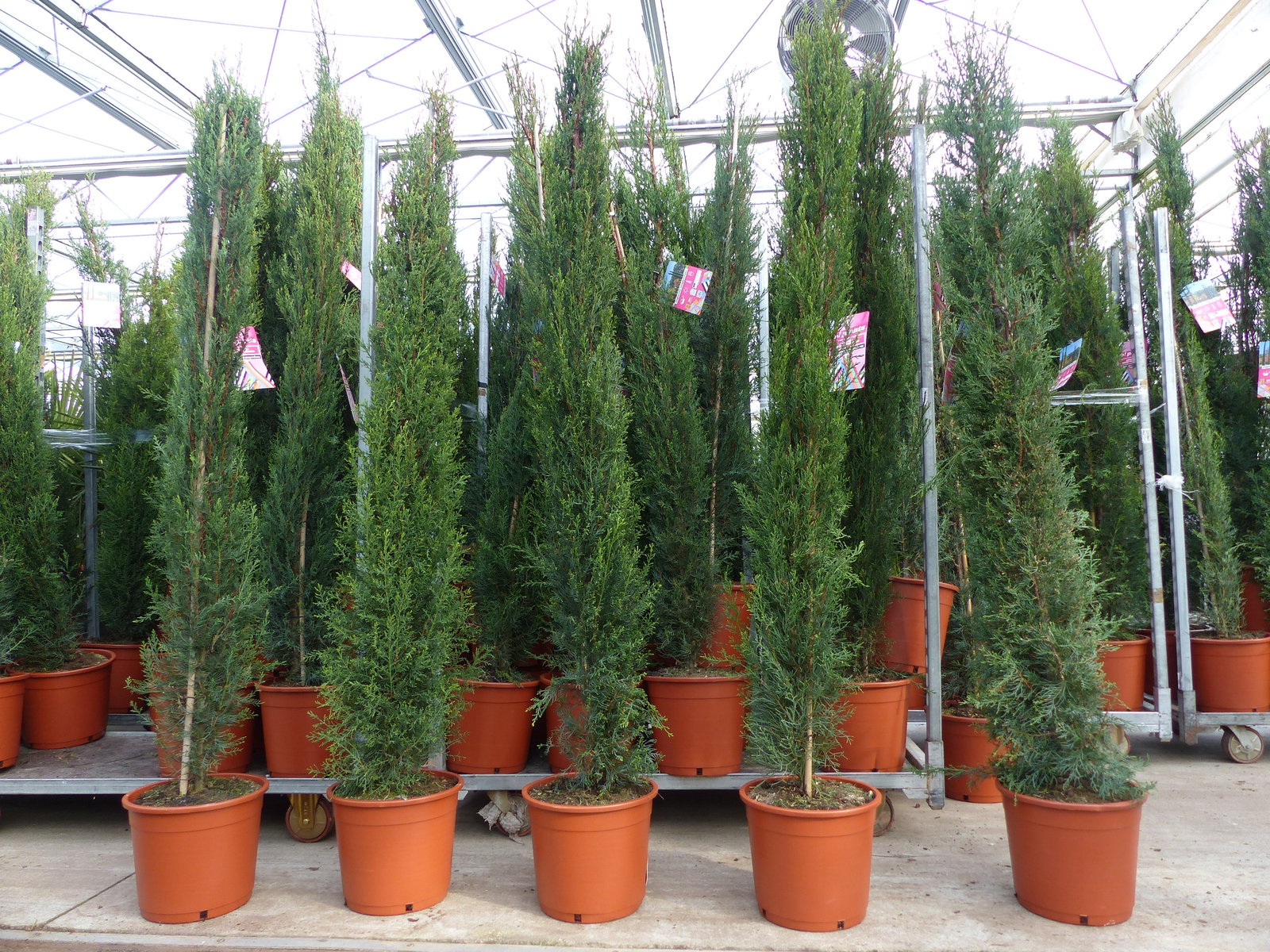 4x Mittelmeerzypresse 200 cm Säulen buschige Toskana Zypressen Zypresse Cupressus Semper.