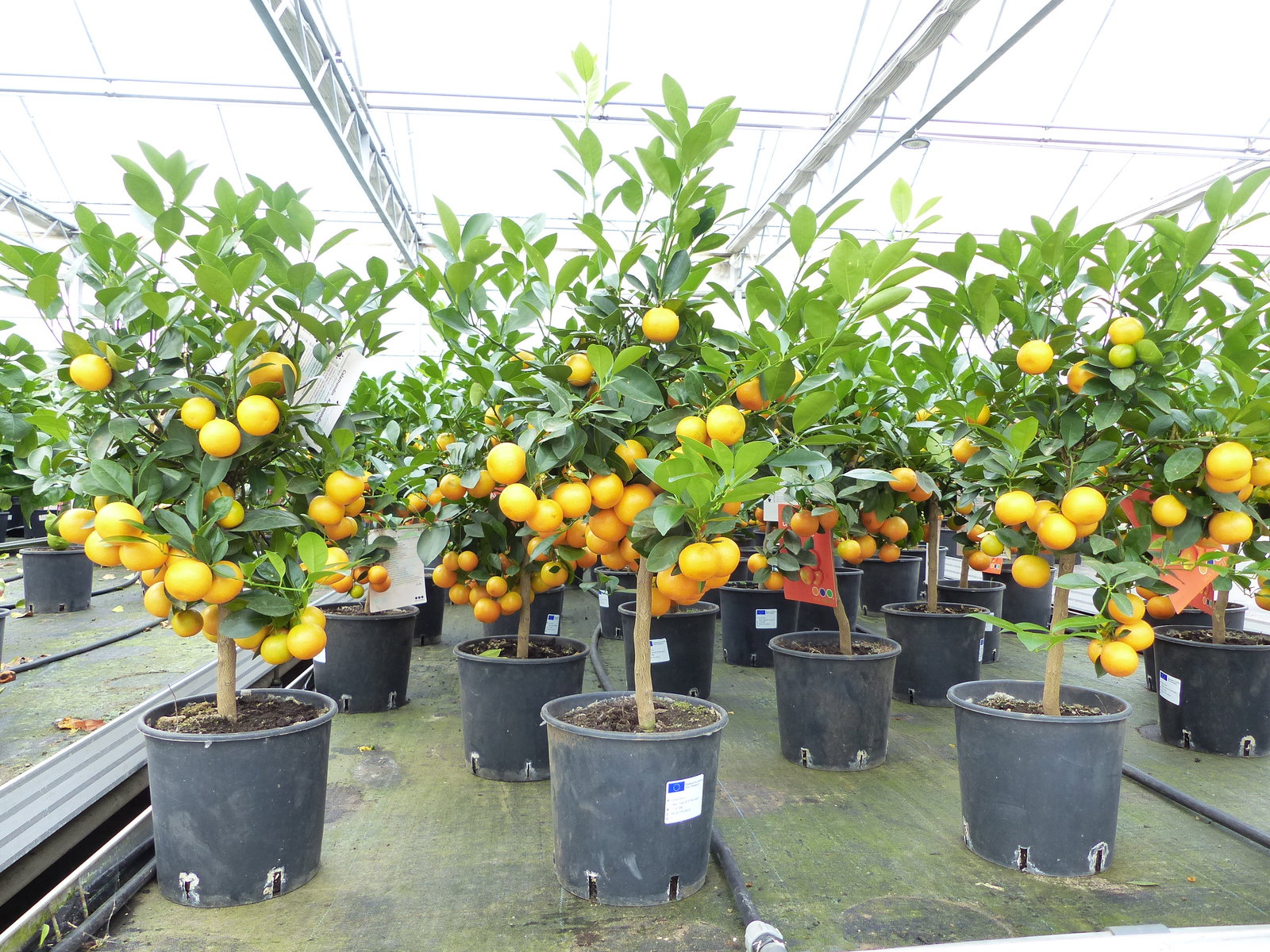 Calamondin Stamm Busch Orange Citrus Mitis 70 - 80 cm Orangenbaum Calamondino Kalamansi