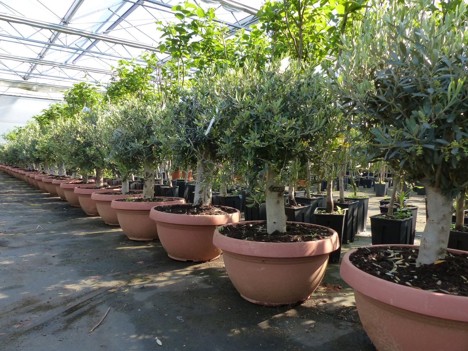 Olivenbaum Bonsai 100 - 120 cm Formgehölz, Olive winterhart, Olea europaea