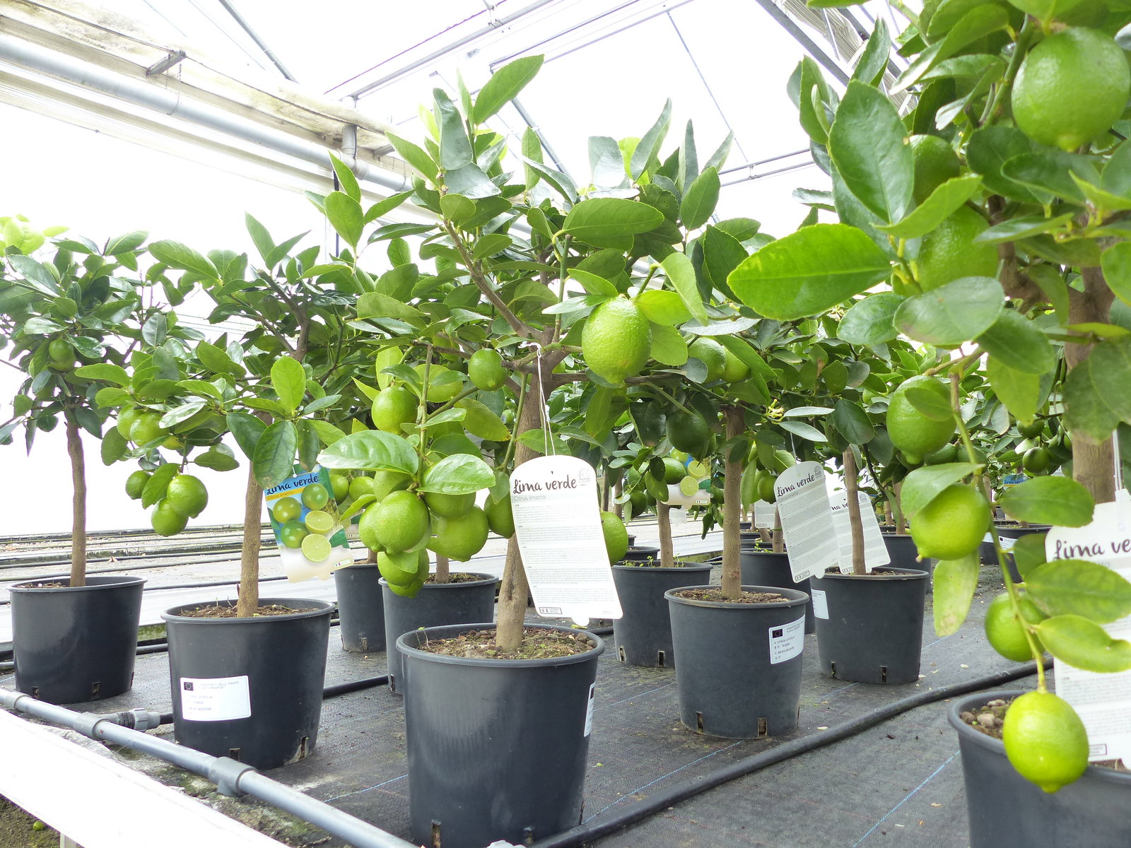 echte Caipi Limette Caipirinha Limettenbaum Citrus Lime 70 - 90 cm Zitruspflanze