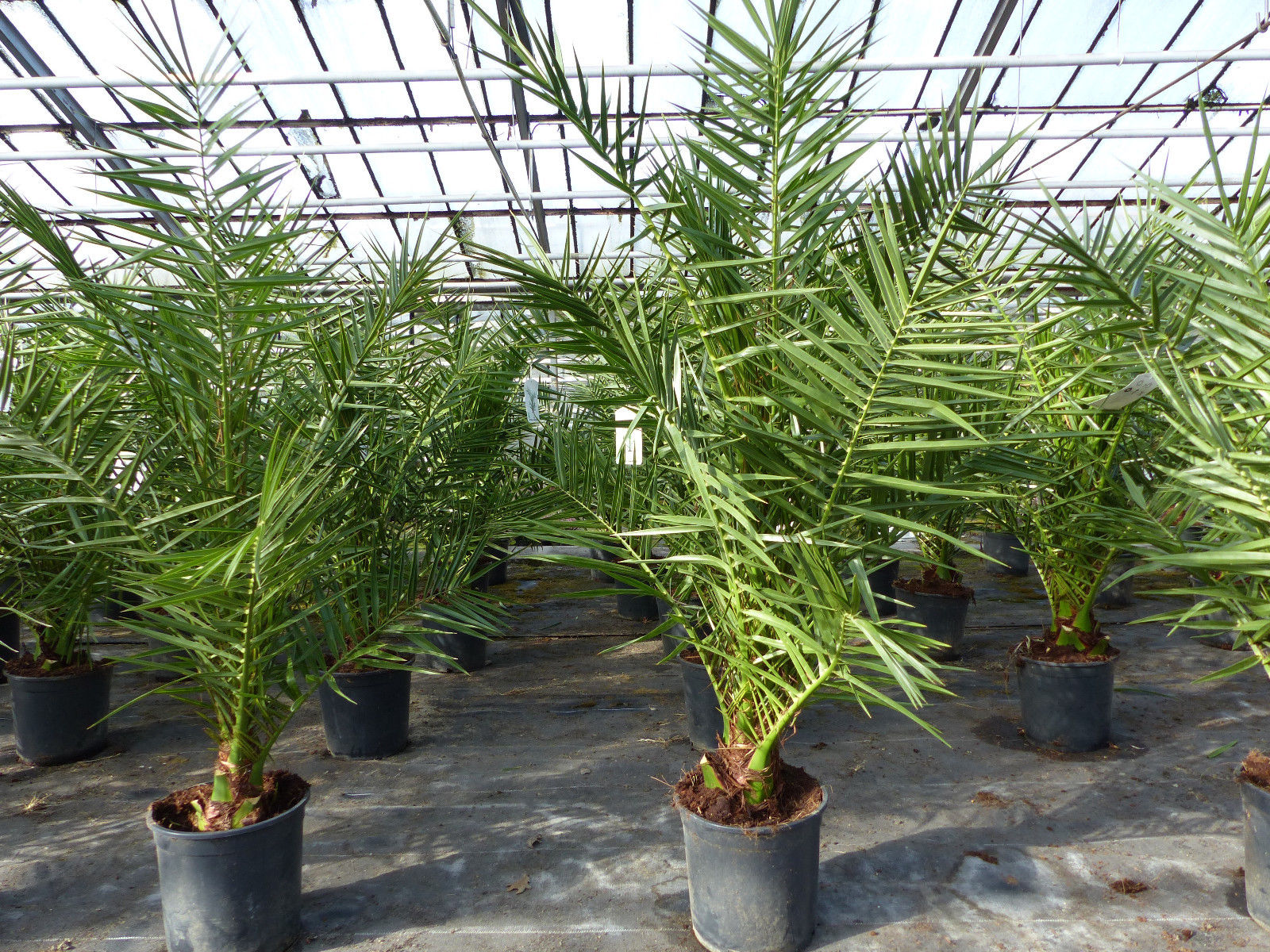 Palme 90-120 cm, Phoenix canariensis, kanarische Dattelpalme, kräftige Palmen, keine Jungpflanzen