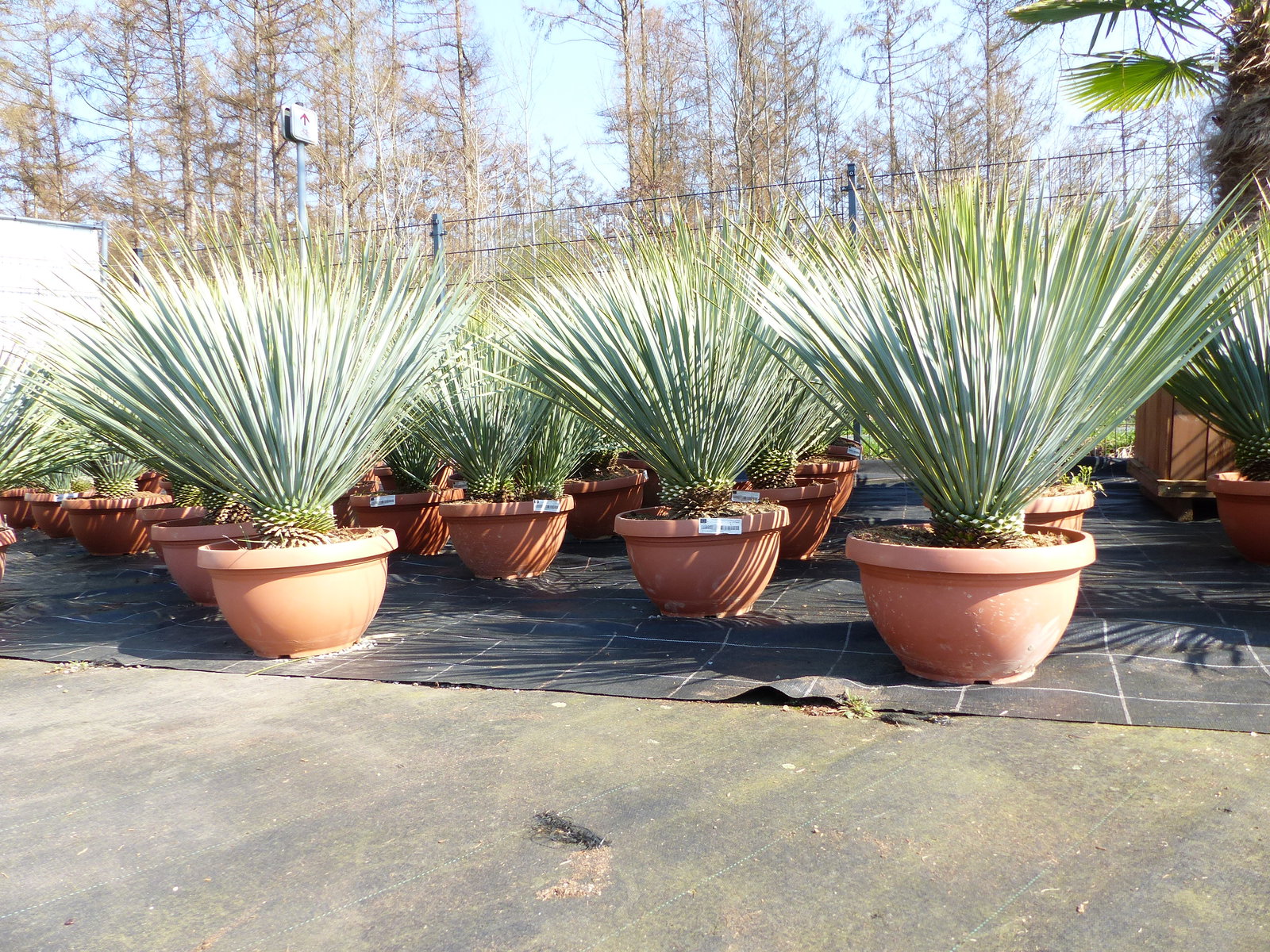 Yucca Rostrata 80 - 100 cm in Bonsai Schale | winterhart | Ø Krone 70 - 100 cm