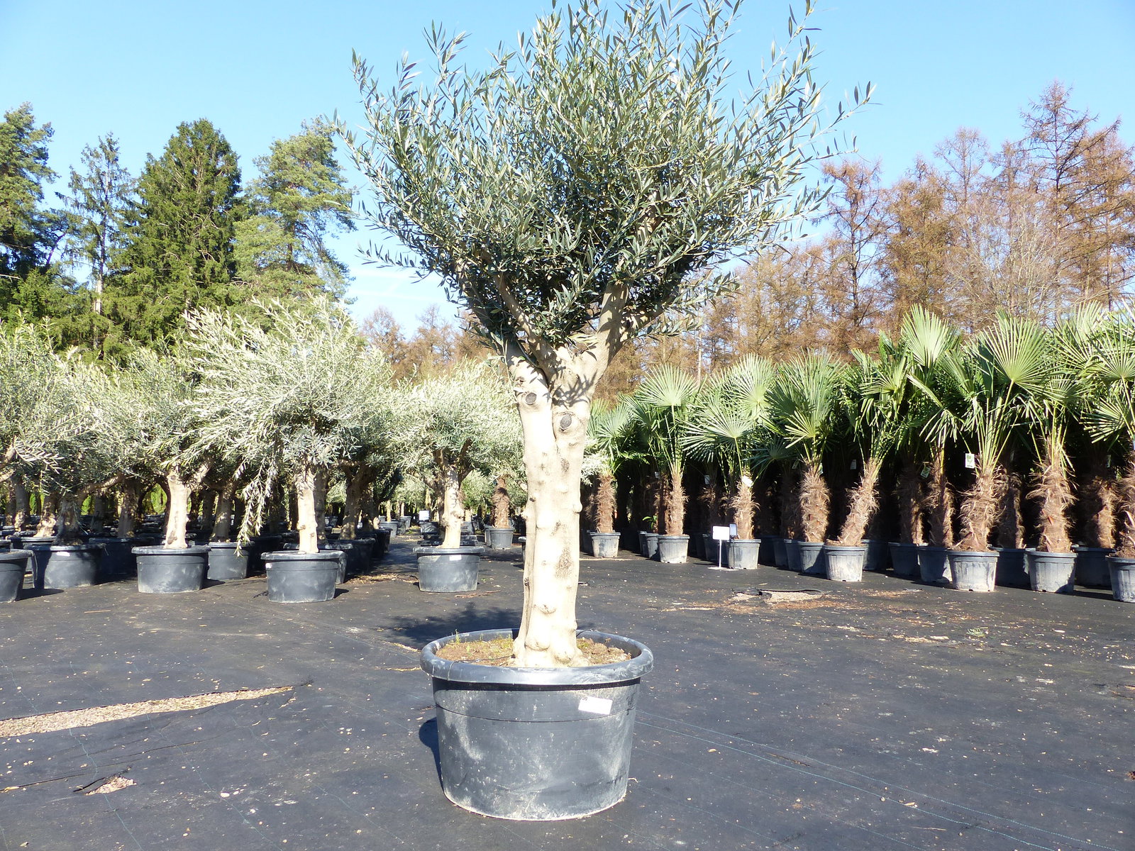 Olivenbaum verzweigt Hojiblanca 200 - 250 cm, kräftige Stämme, winterharte Olive, Olea europaea