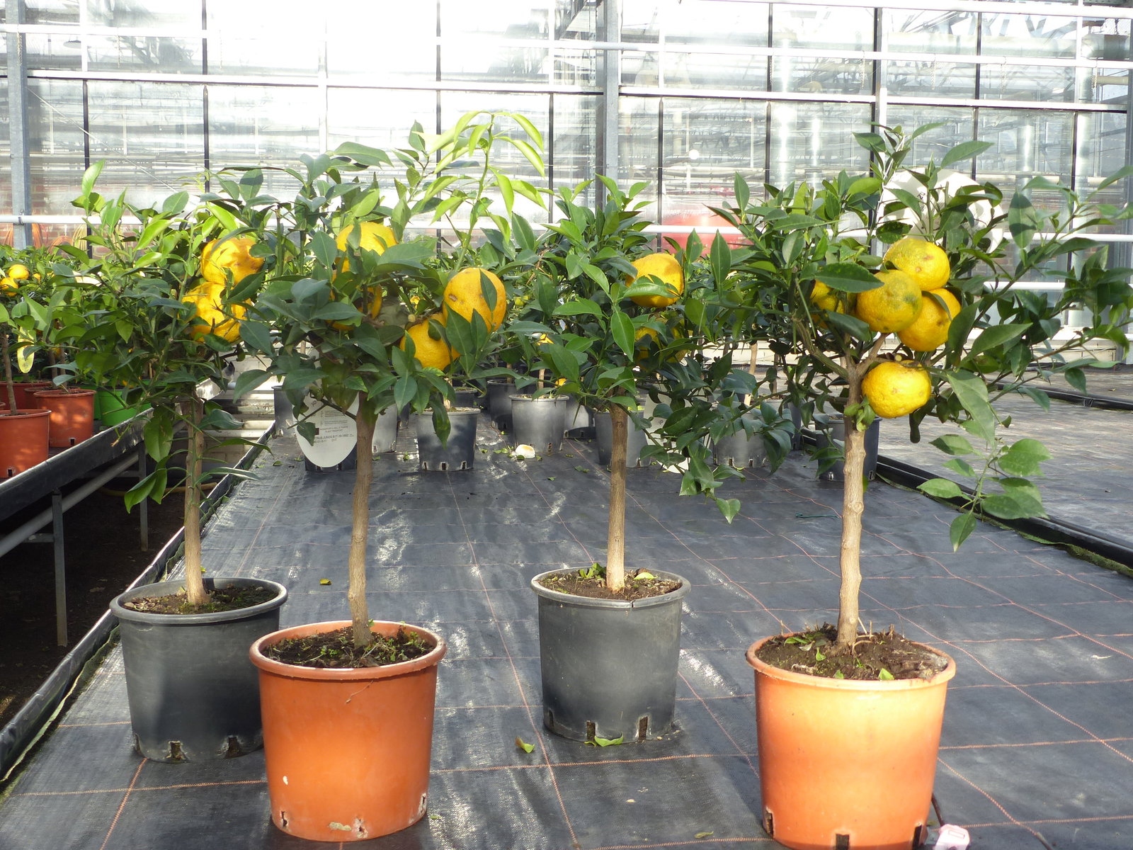 Citrus Yuzu 70 - 80 cm, Zitronenbaum Zitrone, japanische Zitrone, winterhart