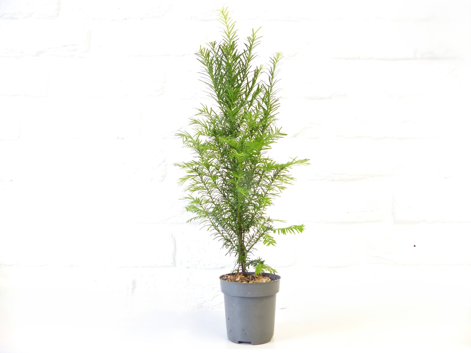 5 Stück Taxus Baccata Eibe 45 - 50 cm Hecke winterhart