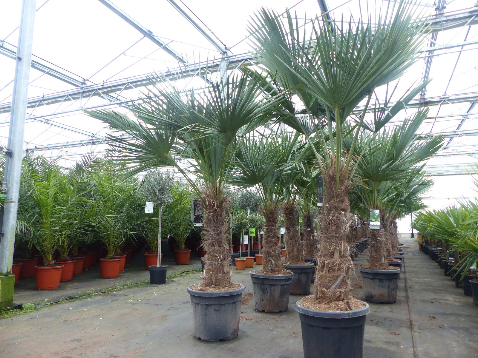 3 Stück im Palmenset Trachycarpus fortunei dicke Stämme 200 cm Hanfpalme, winterharte Palme bis -18°C