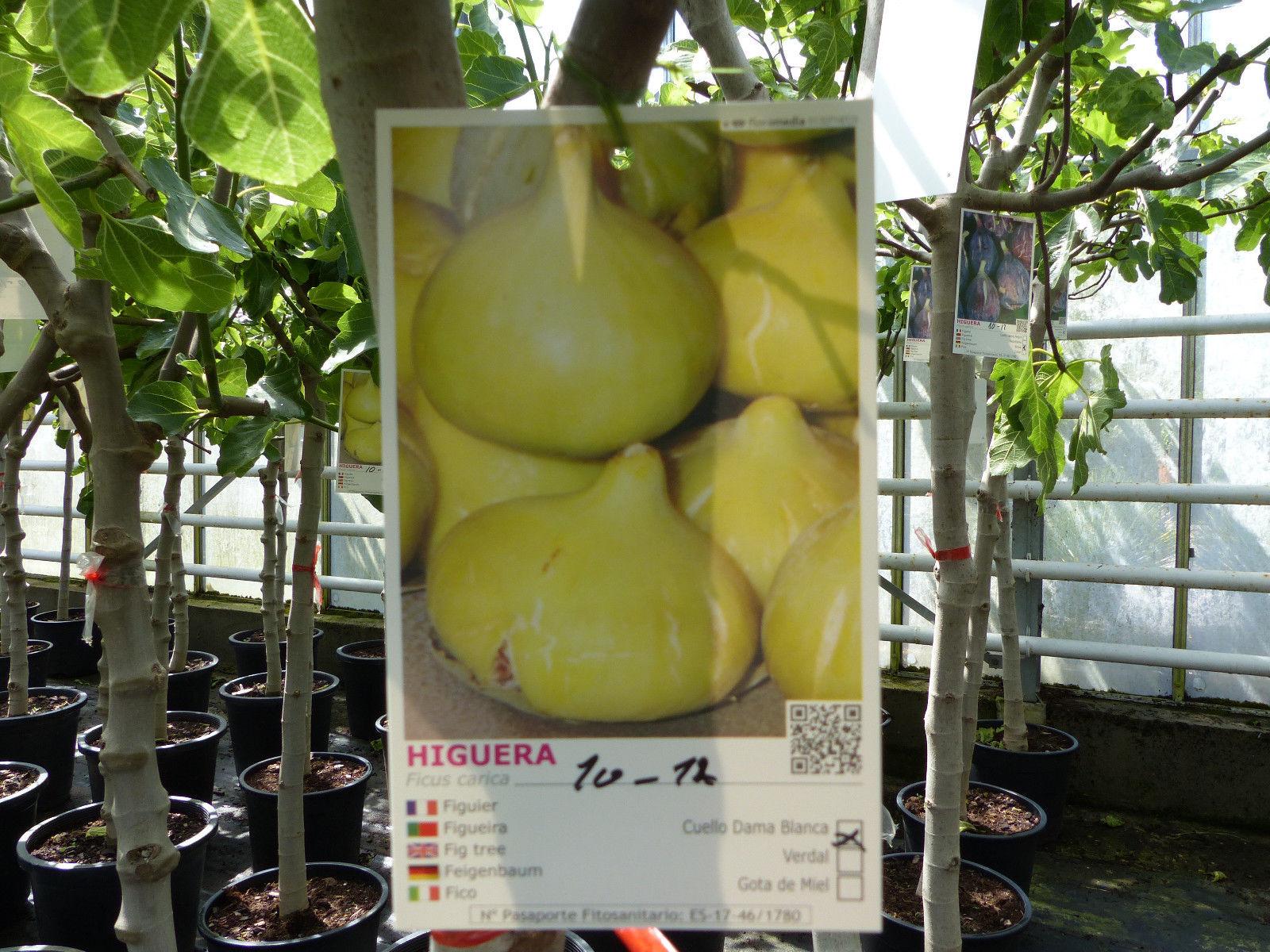 Feigenbaum 150-180 cm Obstbaum winterhart kräftiger Stamm, Ficus Carica, Feige, Obst
