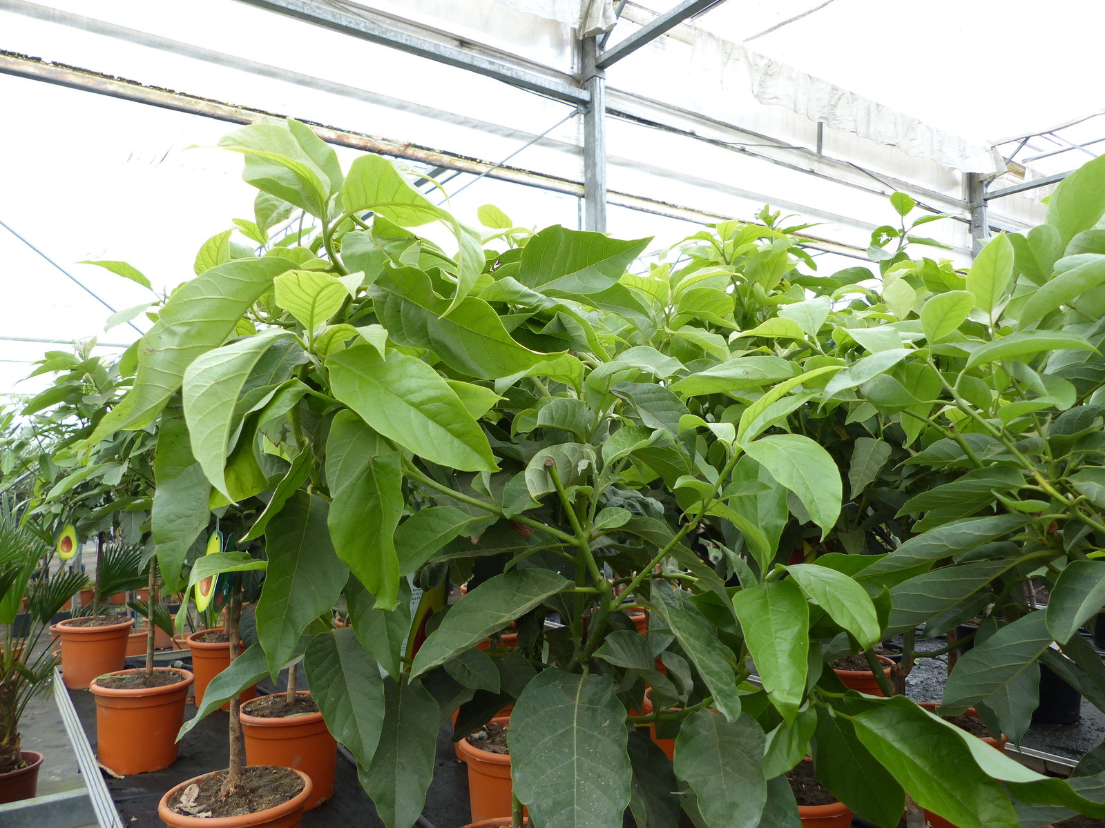 Avocadobaum Avocado Mexicola 100-140 cm veredelt, Persea americana Avocadopflanze, tropische Früchte Pflanze