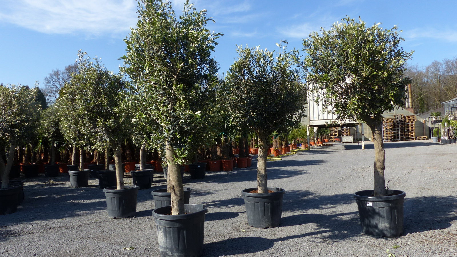 Olivenbaum Olive "20 Jahre" beste Qualität, Stammumfang 20 - 30 cm, winterhart, Olea Europaea