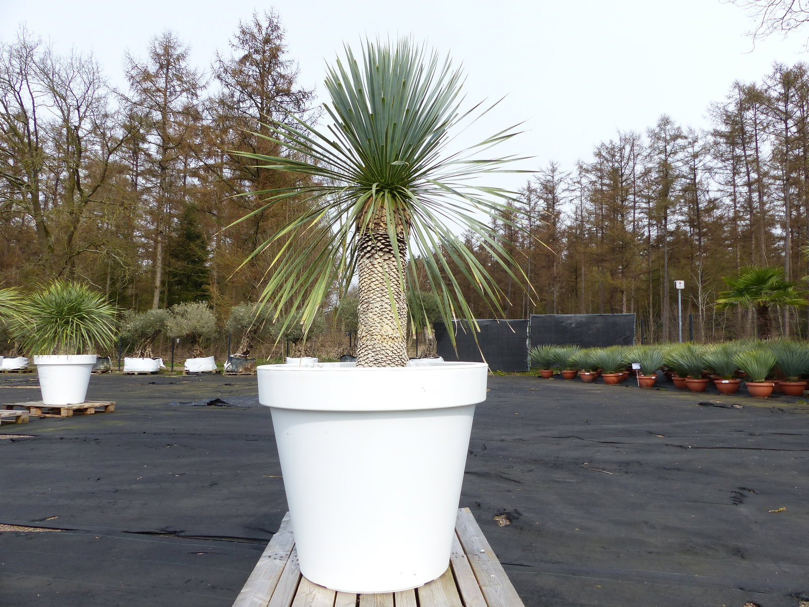 Yucca Rostrata 170 cm | Stamm 60 cm | im Pflanzkübel Ø80 cm Weiß winterhart