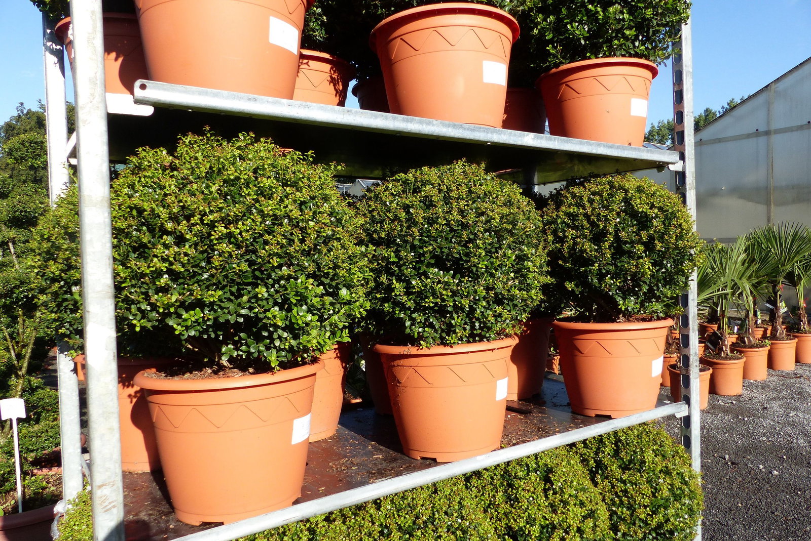 2 Stück PREMIUM Ilex crenata Stokes Kugel rund Ø 40 - 45 cm Buchsbaum Ersatz winterhart + robust