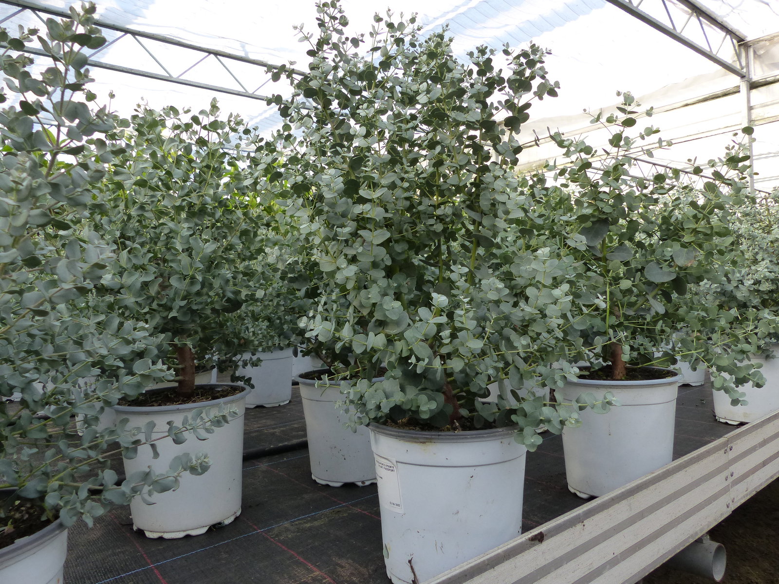 2x XL Eucalyptus Gunni Gunnii Busch Eukalyptusbaum 35- 50 cm, Pflanze winterhart