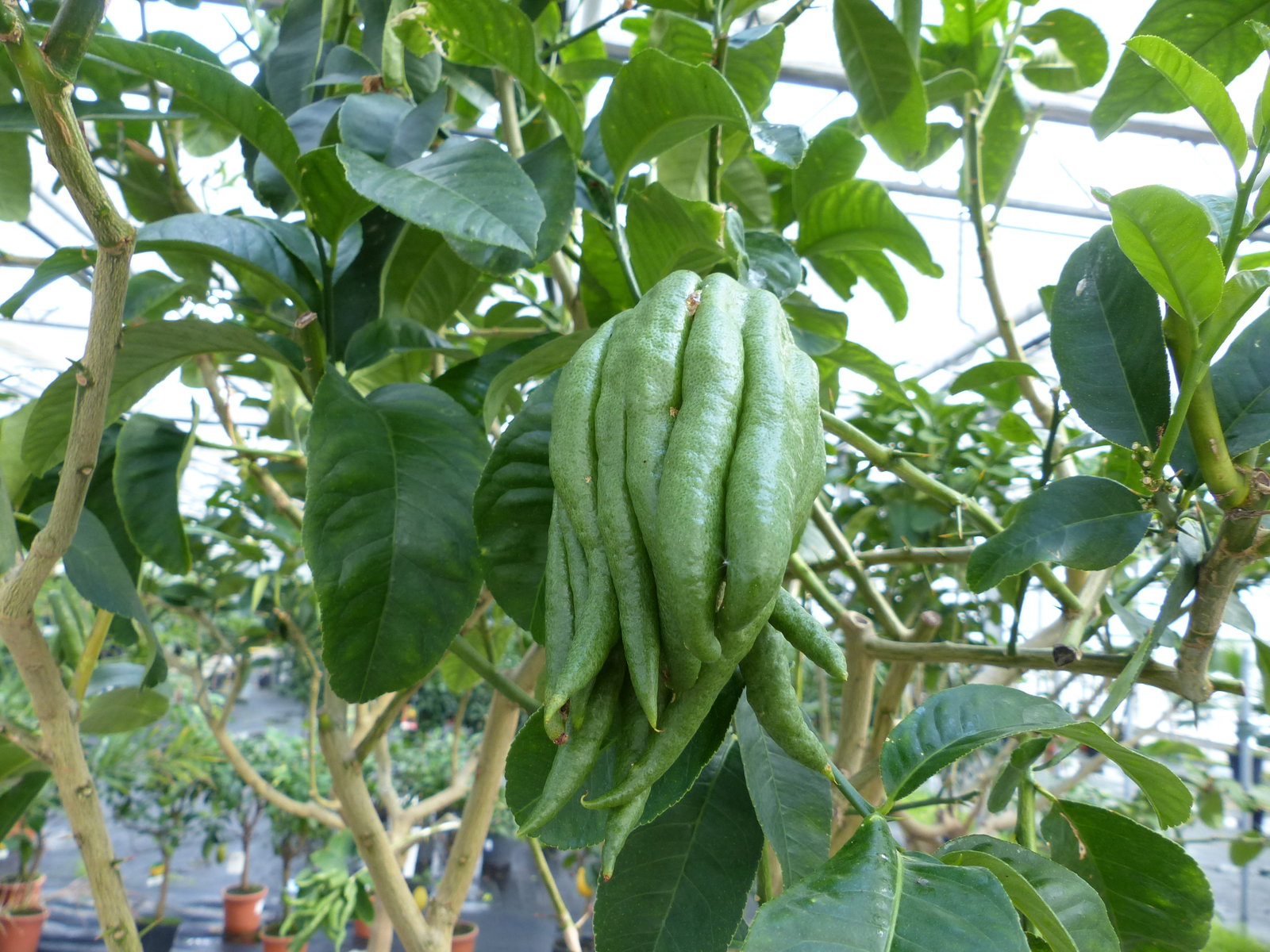 echte Citrus Medica Buddha's Hand | Mano di Buddha | im E&K Pflanzkübel | fruchtreif