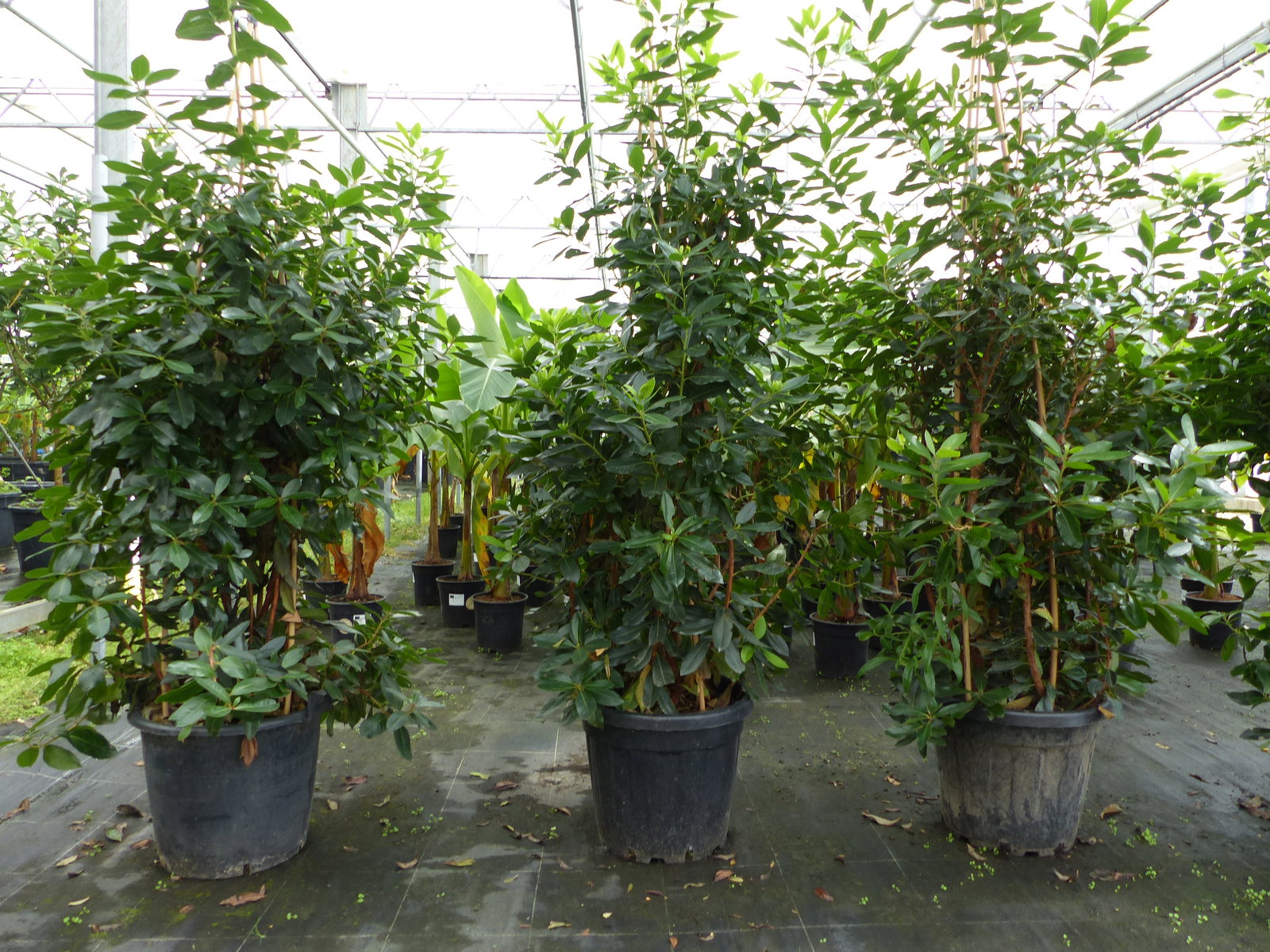 Erdbeerbaum | 170 - 190 cm | Arbutus unedo | veredelt | Premiumqualität | winterhart | fruchtreif