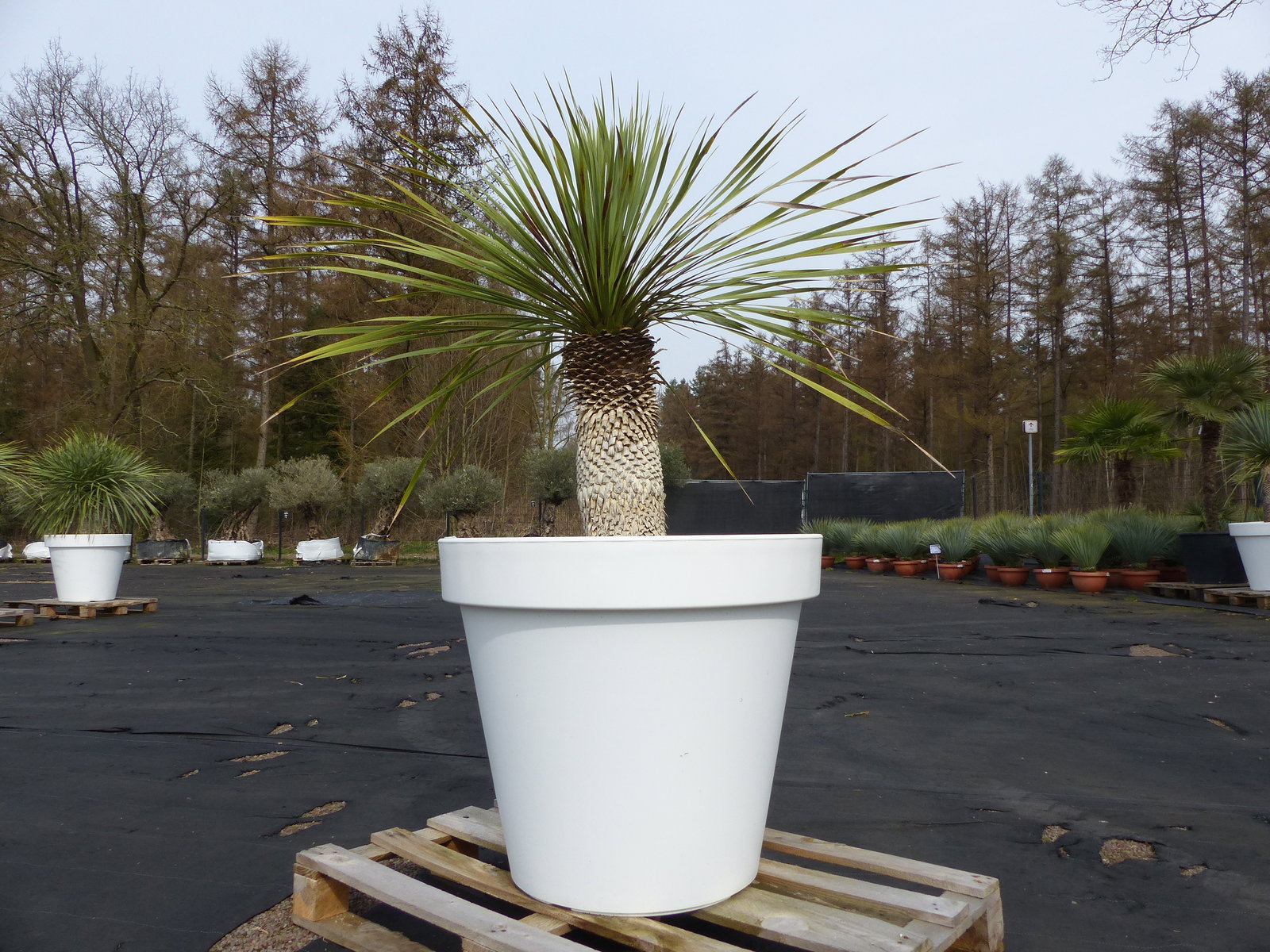 Yucca Rostrata 150 cm | Stamm 50 cm | im Pflanzkübel Ø80 cm Weiß winterhart