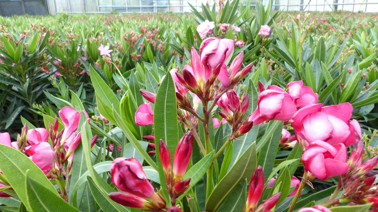 Oleander Busch 65 cm Nerium Rosenlorbeer Premium rot oder rosa